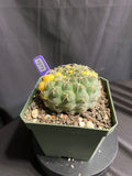 Gymnocalycium Ochoterenae Vaiegated