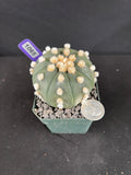 Astrophytum Aterias cv. Ooibo Cactus