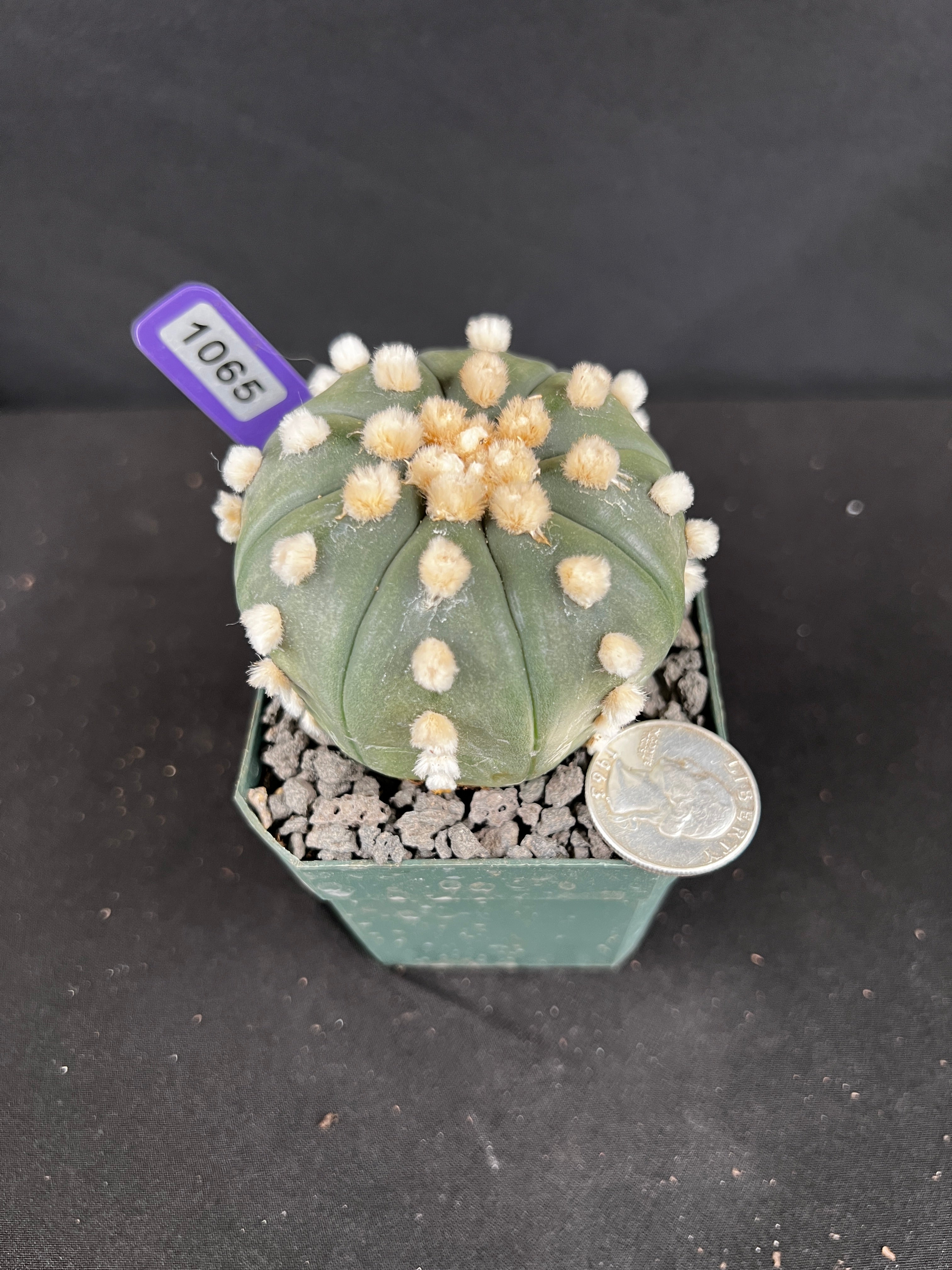 Astrophytum Aterias cv. Ooibo Cactus