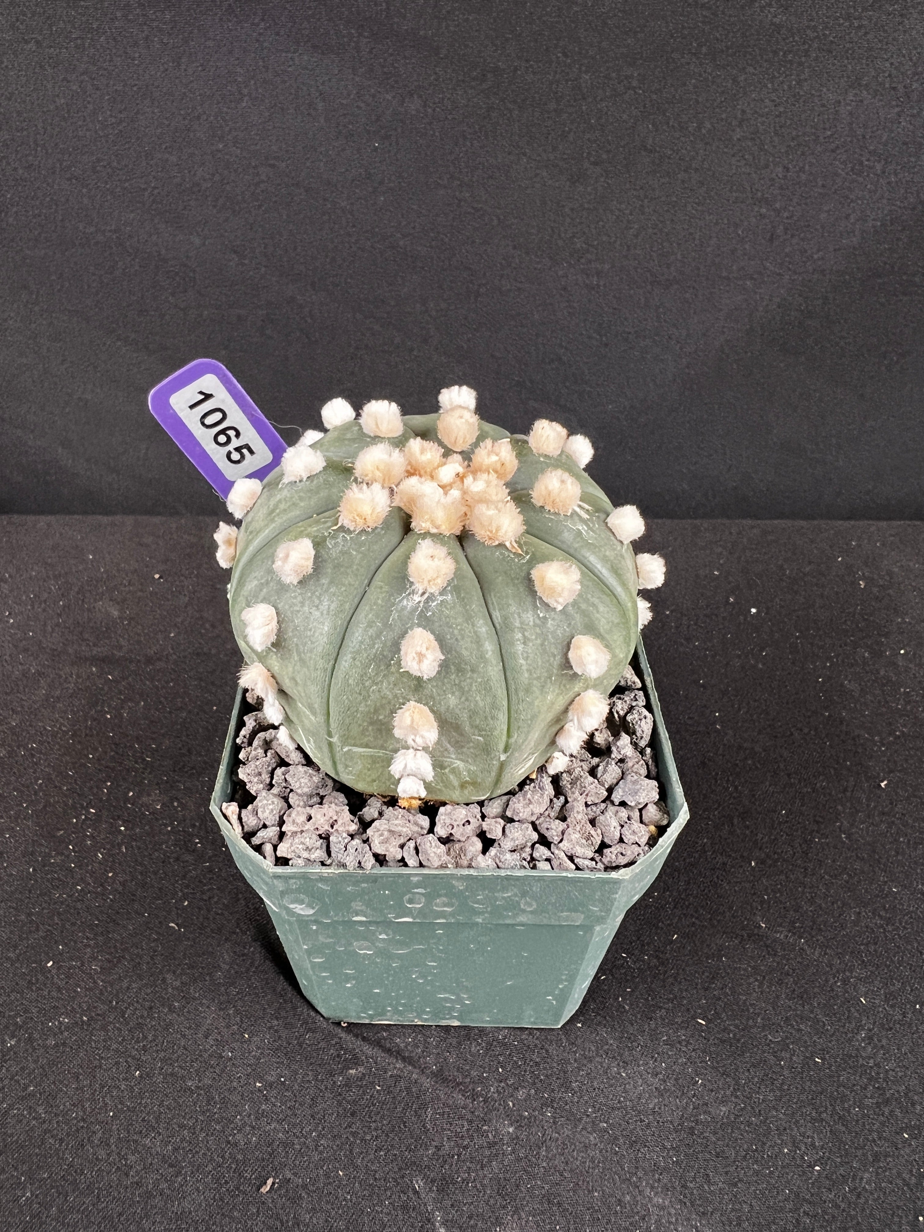 Astrophytum Aterias cv. Ooibo Cactus