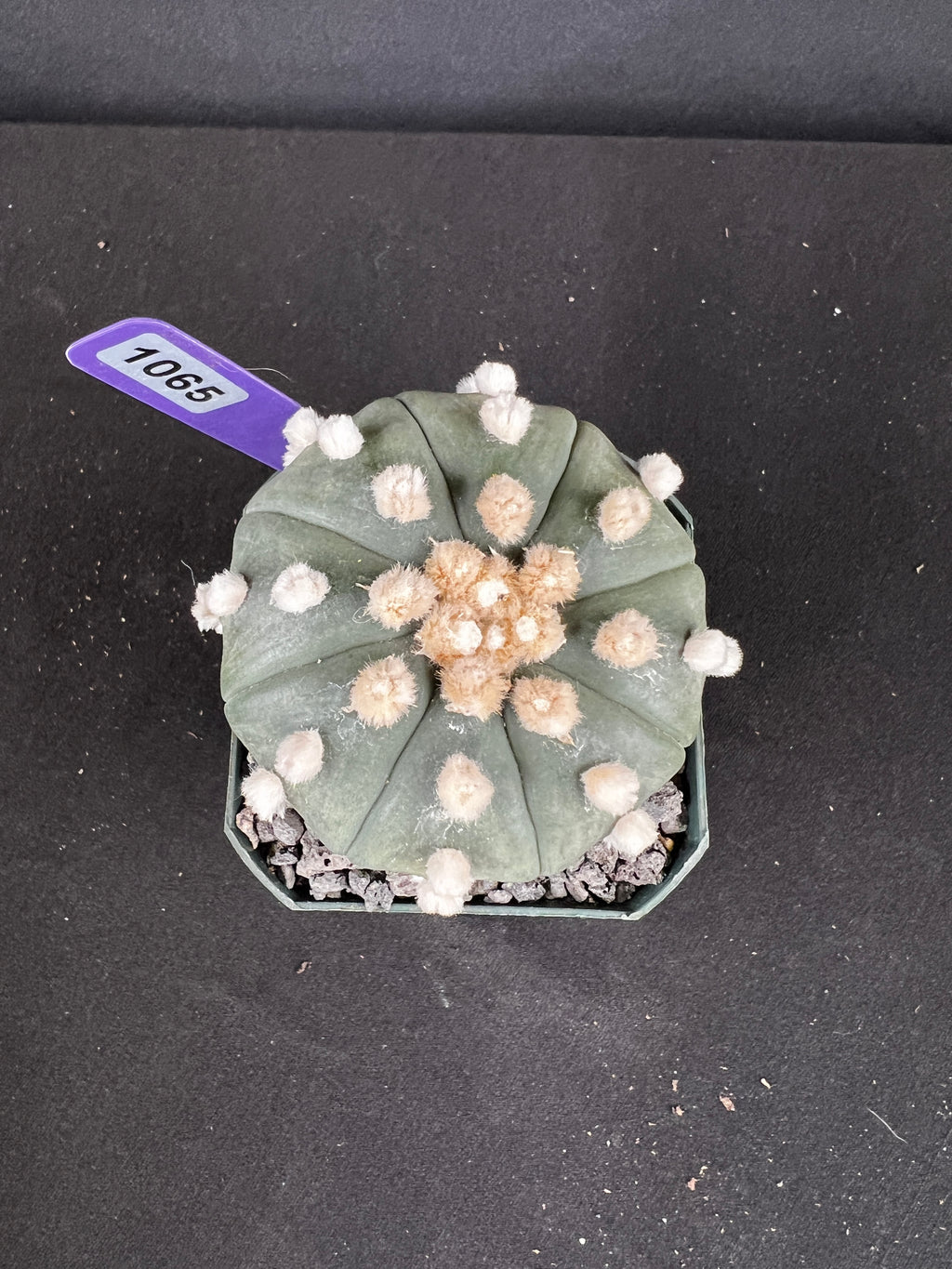 Astrophytum Aterias cv. Ooibo Cactus