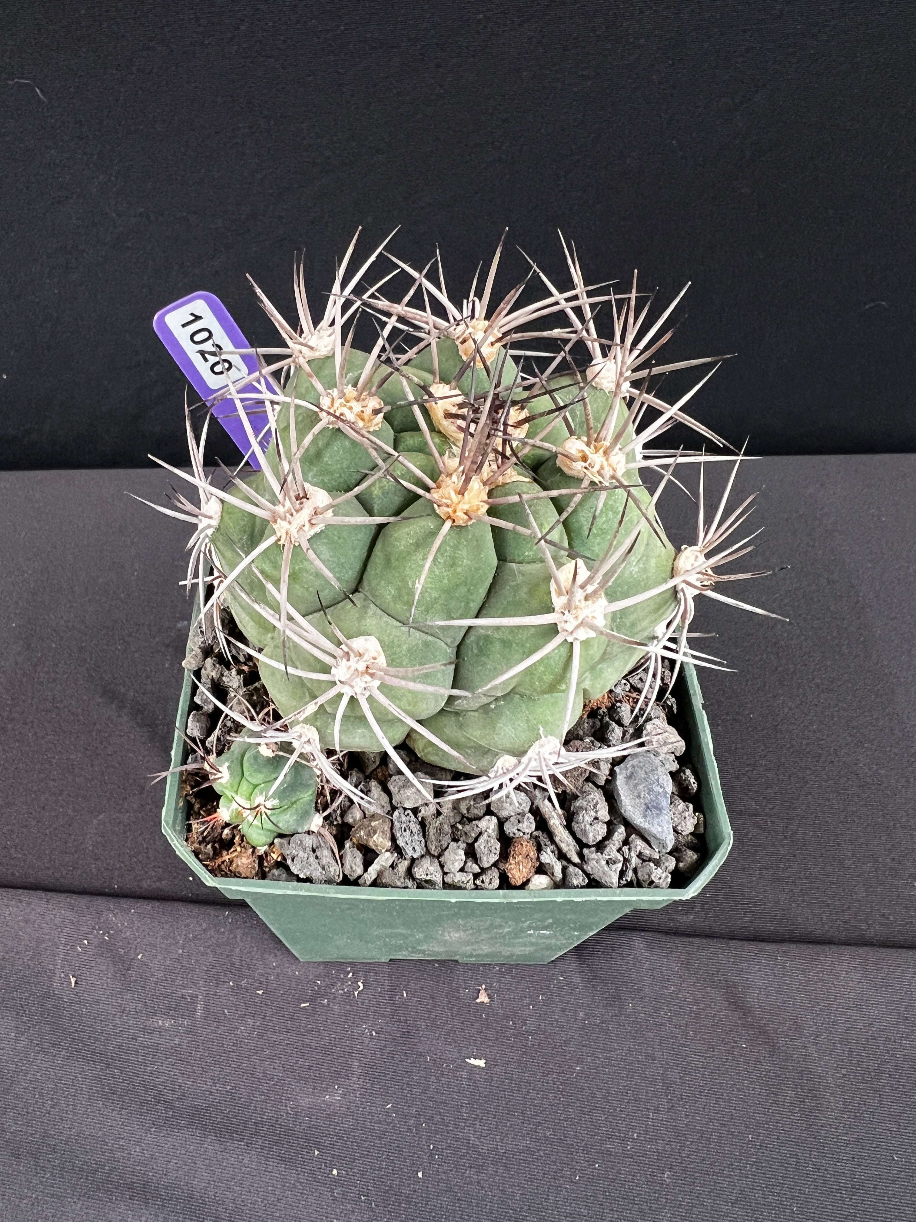 Gymnocalycium Pflanzii Cactus