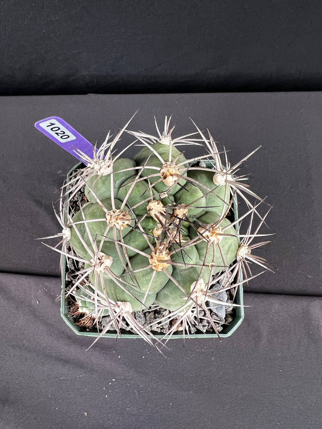 Gymnocalycium Pflanzii Cactus