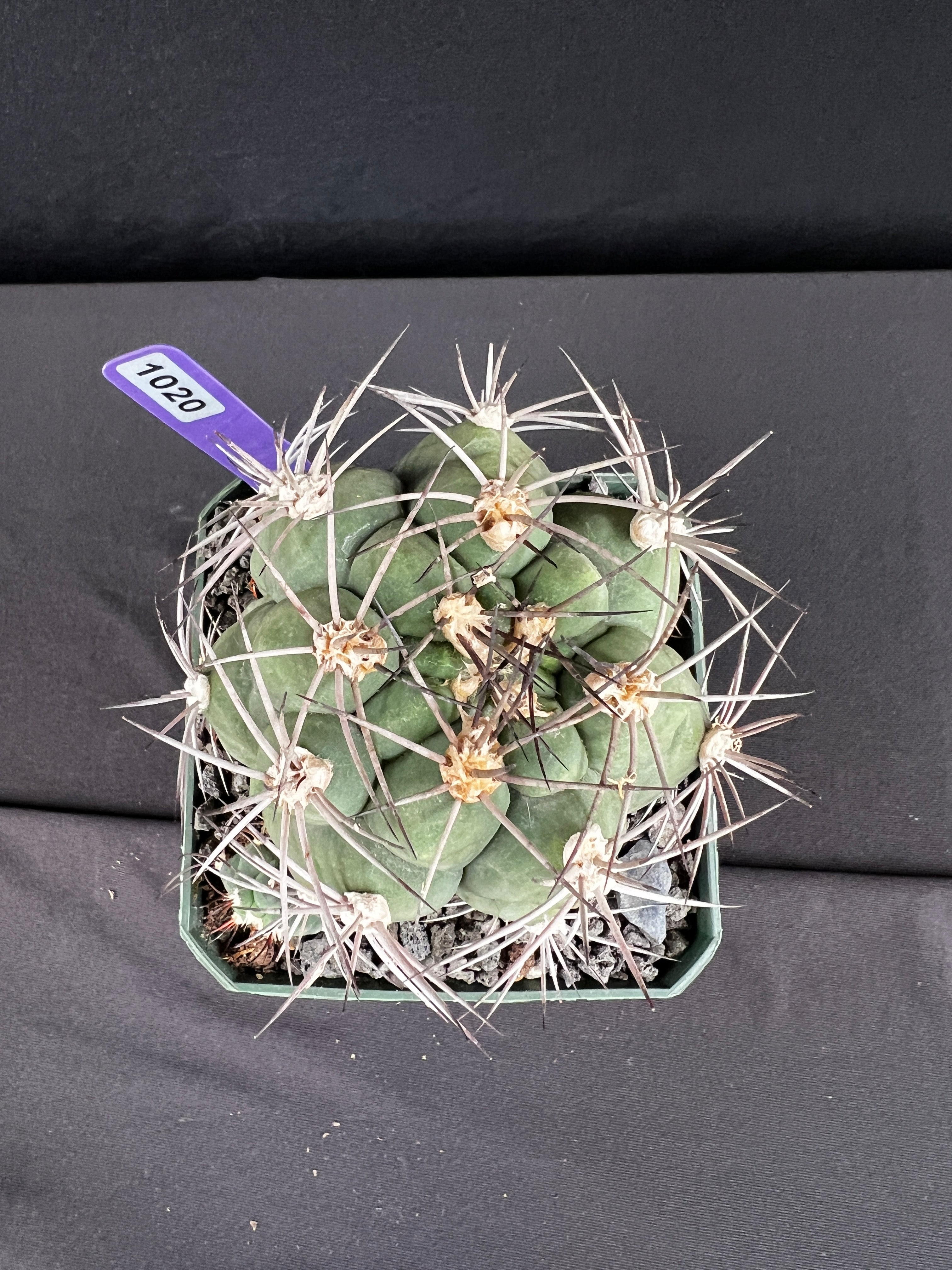 Gymnocalycium Pflanzii Cactus