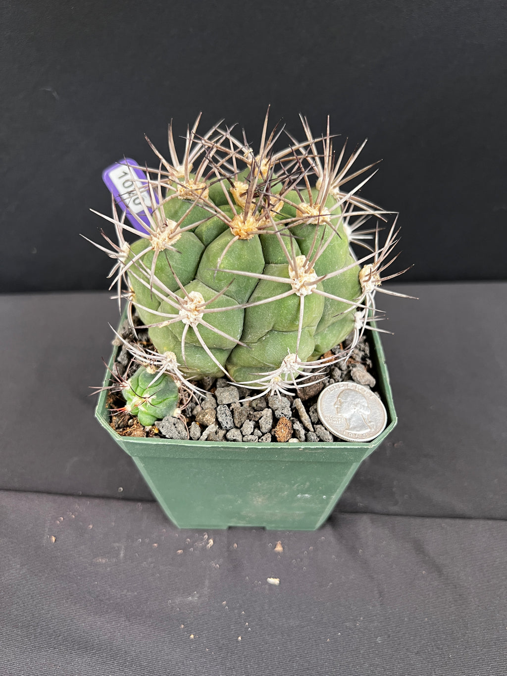 Gymnocalycium Pflanzii Cactus