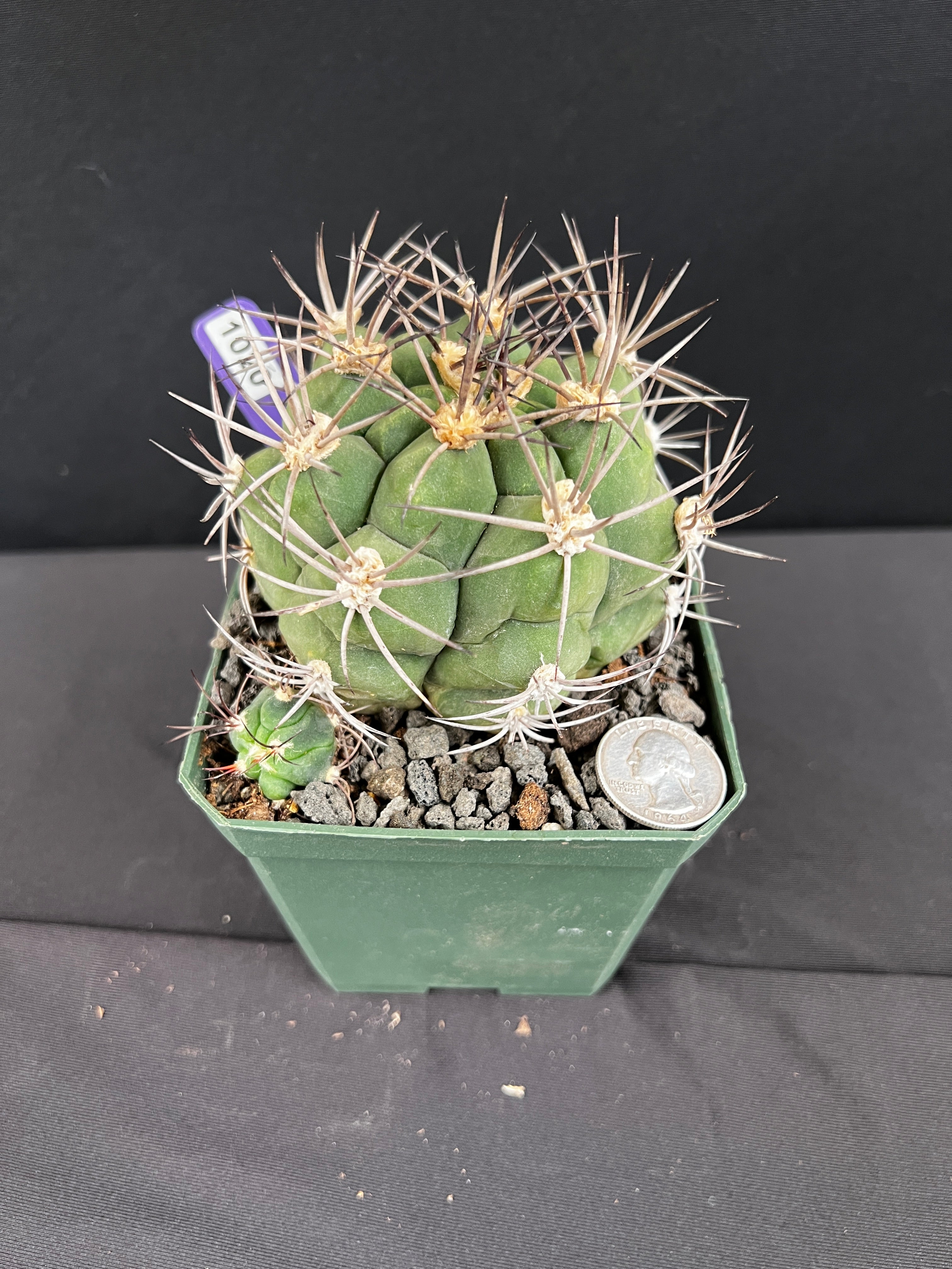 Gymnocalycium Pflanzii Cactus