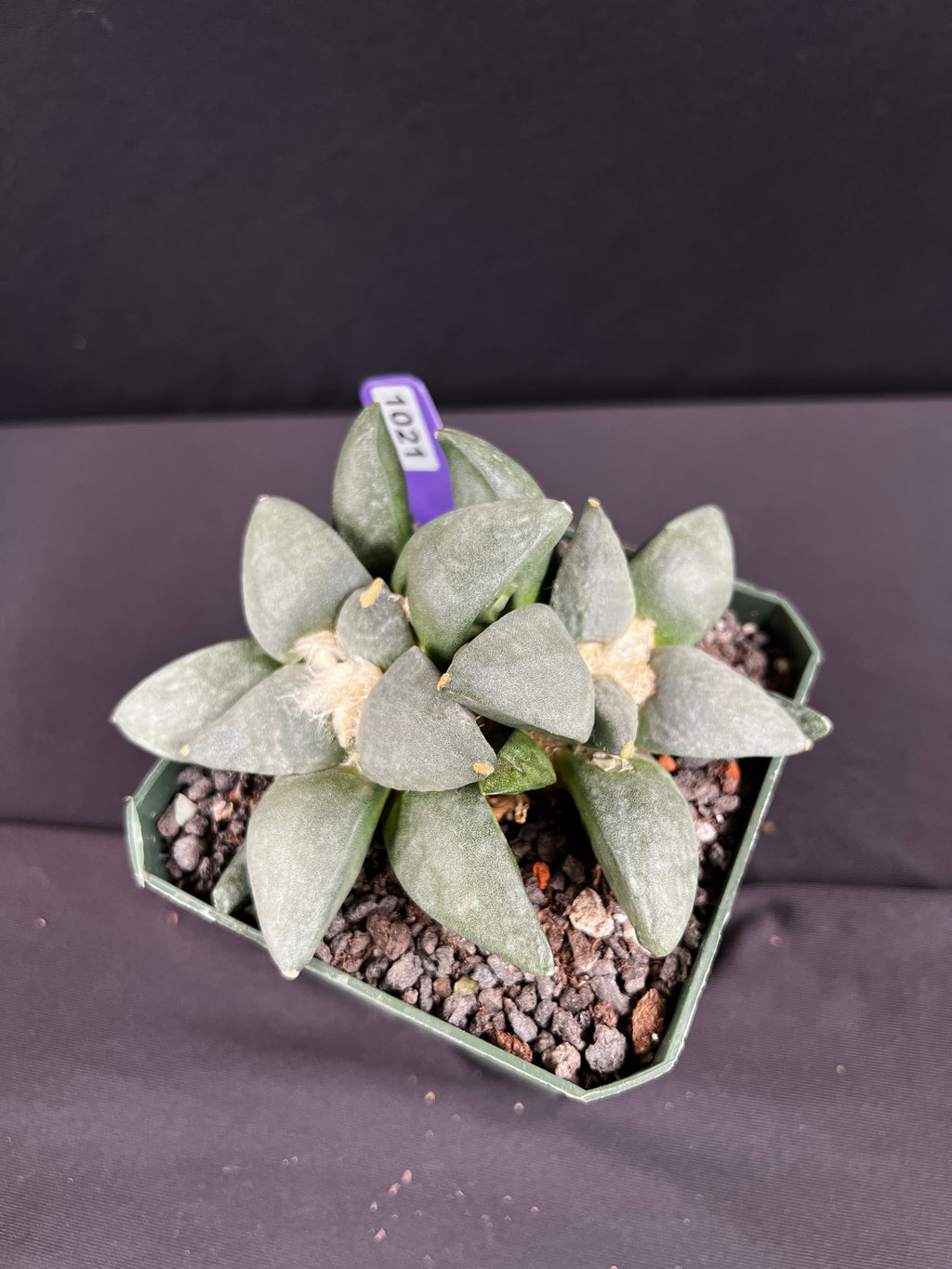Ariocarpus Retusus Twin Cactus - 2 heads