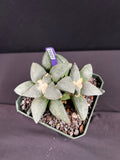Ariocarpus Retusus Twin Cactus - 2 heads