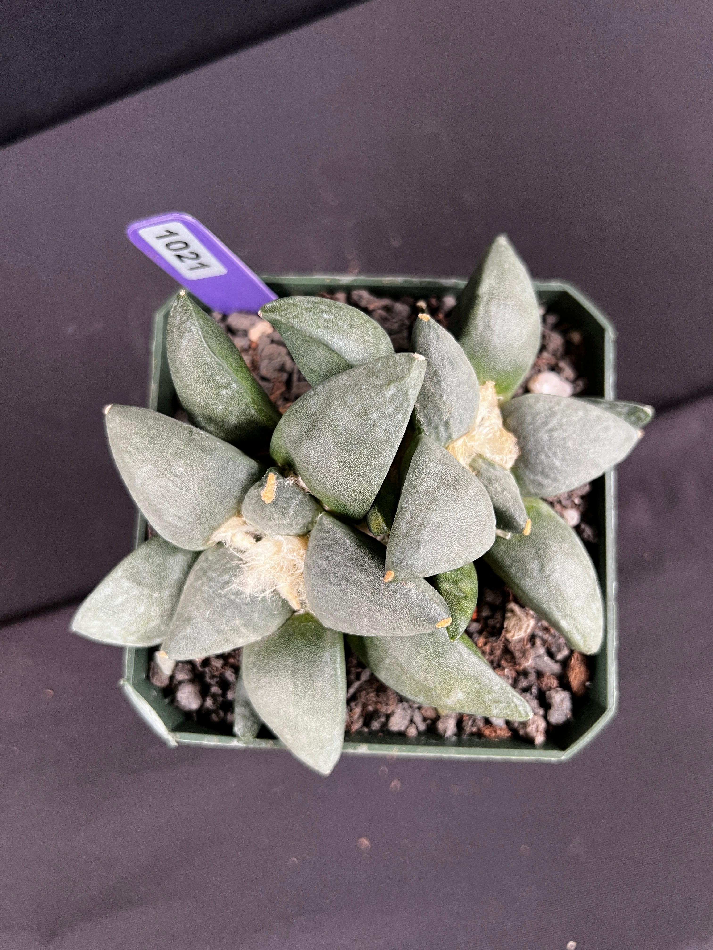 Ariocarpus Retusus Twin Cactus - 2 heads