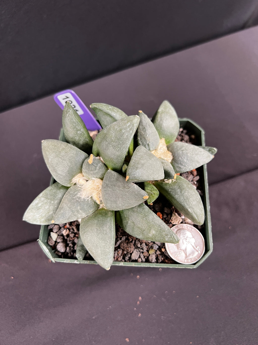 Ariocarpus Retusus Twin Cactus - 2 heads