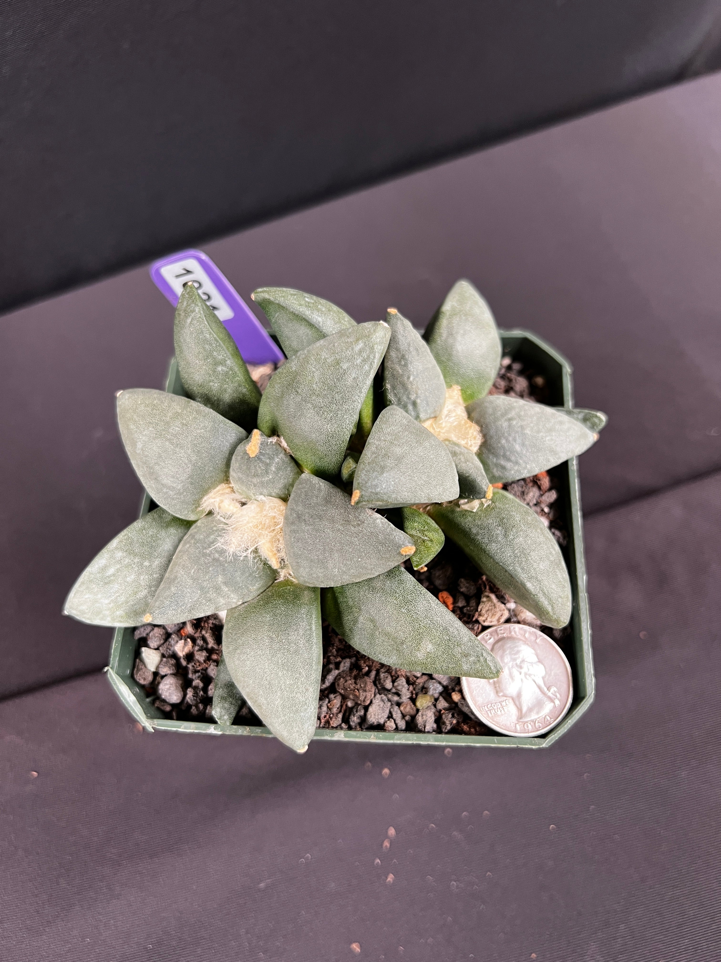 Ariocarpus Retusus Twin Cactus - 2 heads