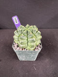 Gymnocalycium Monstrose Cactus
