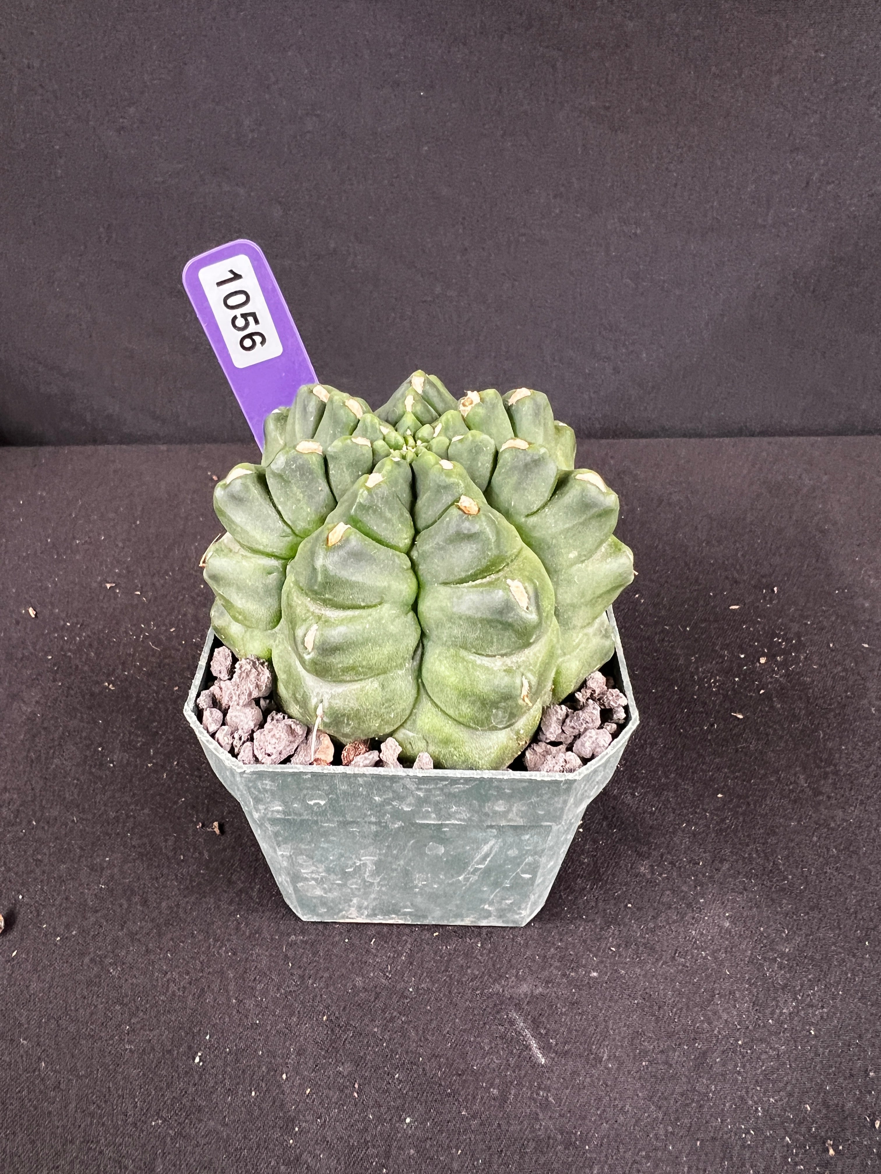 Gymnocalycium Monstrose