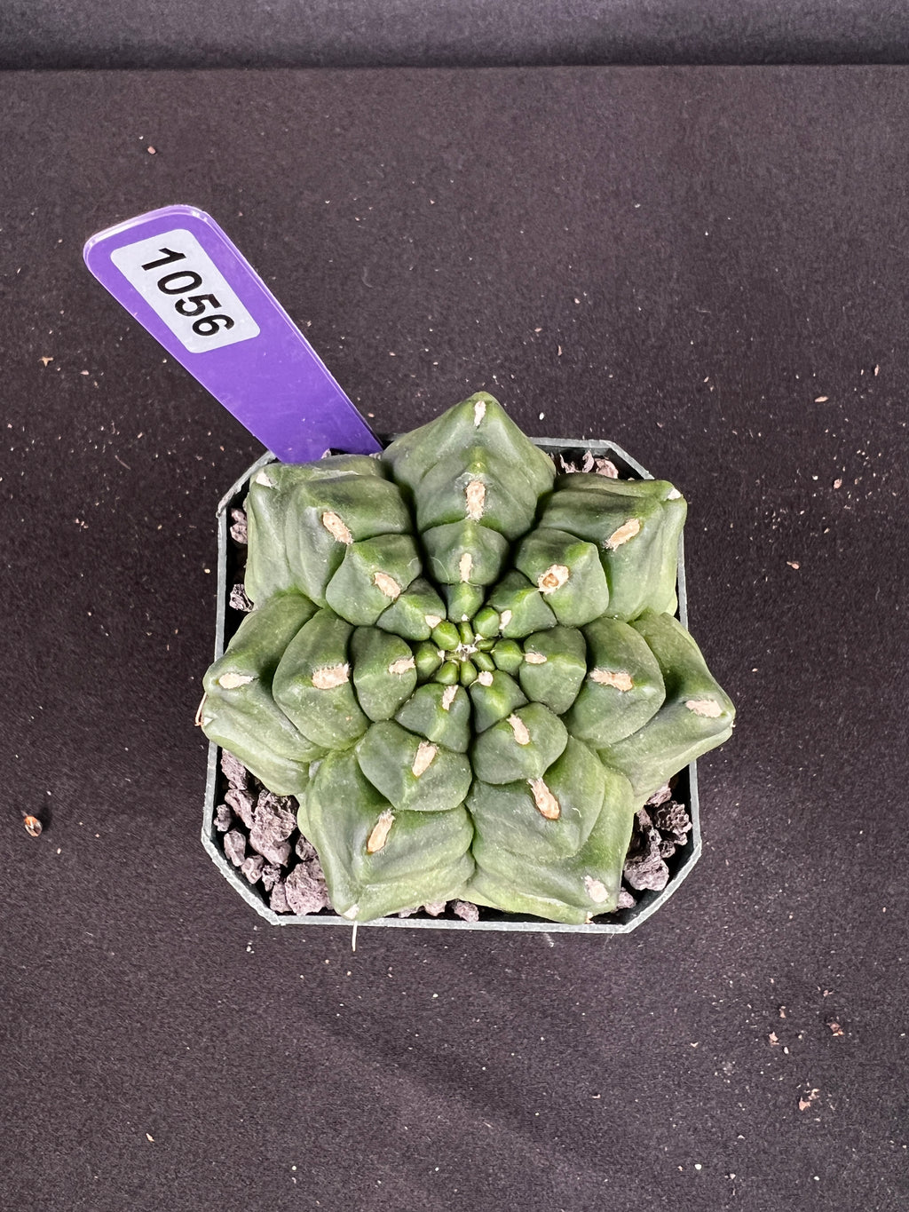 Gymnocalycium Monstrose Cactus