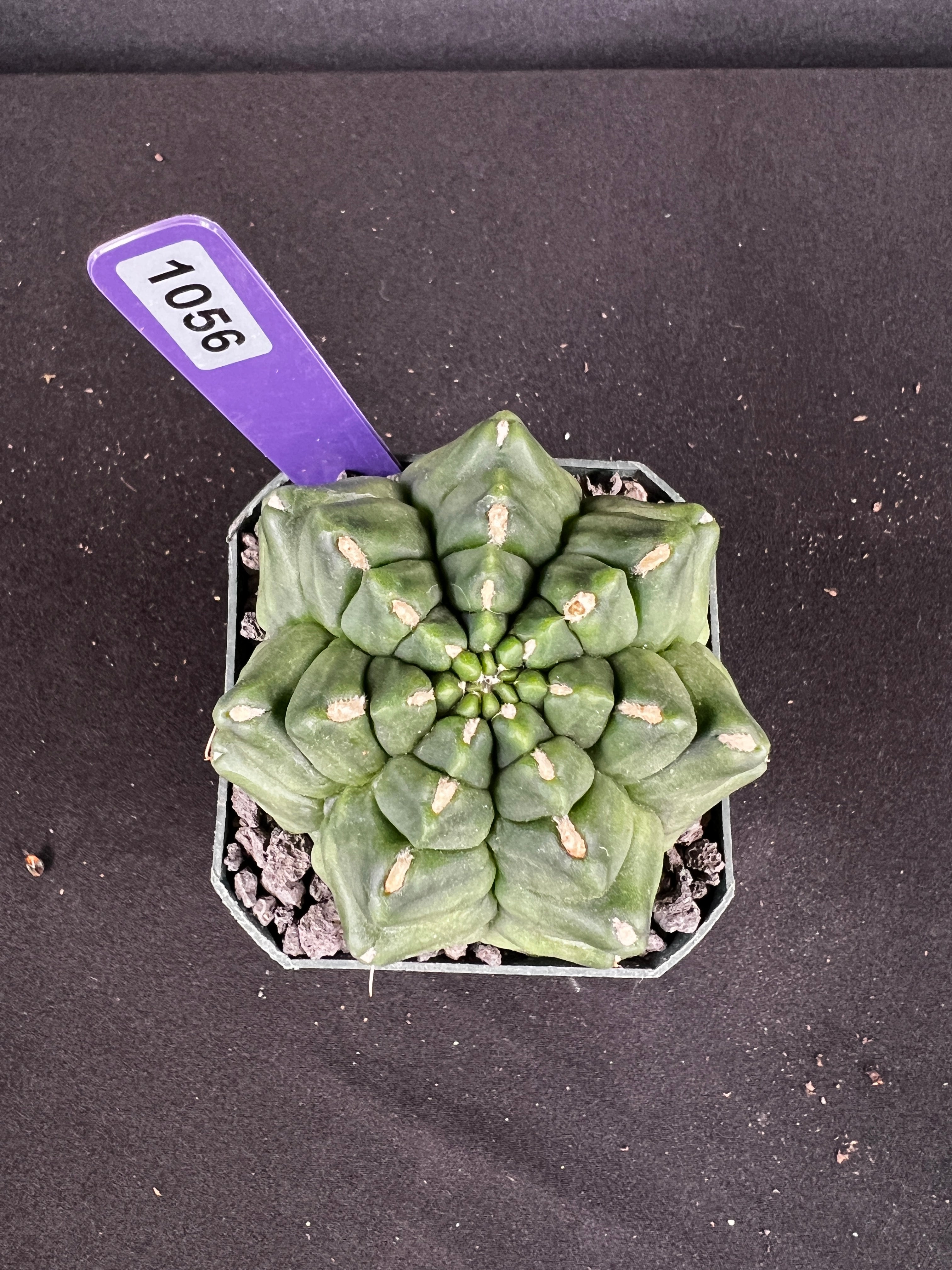 Gymnocalycium Monstrose