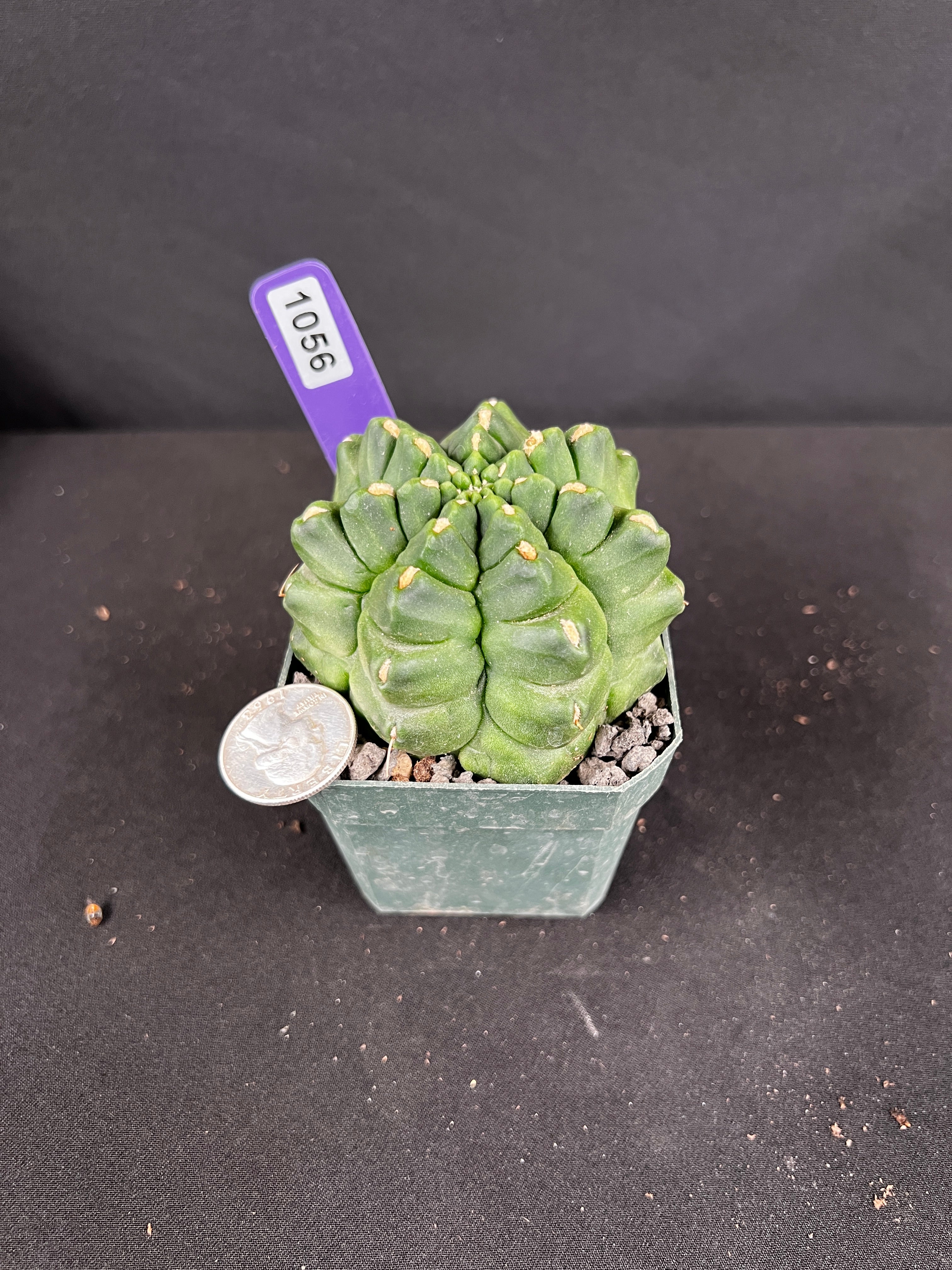 Gymnocalycium Monstrose
