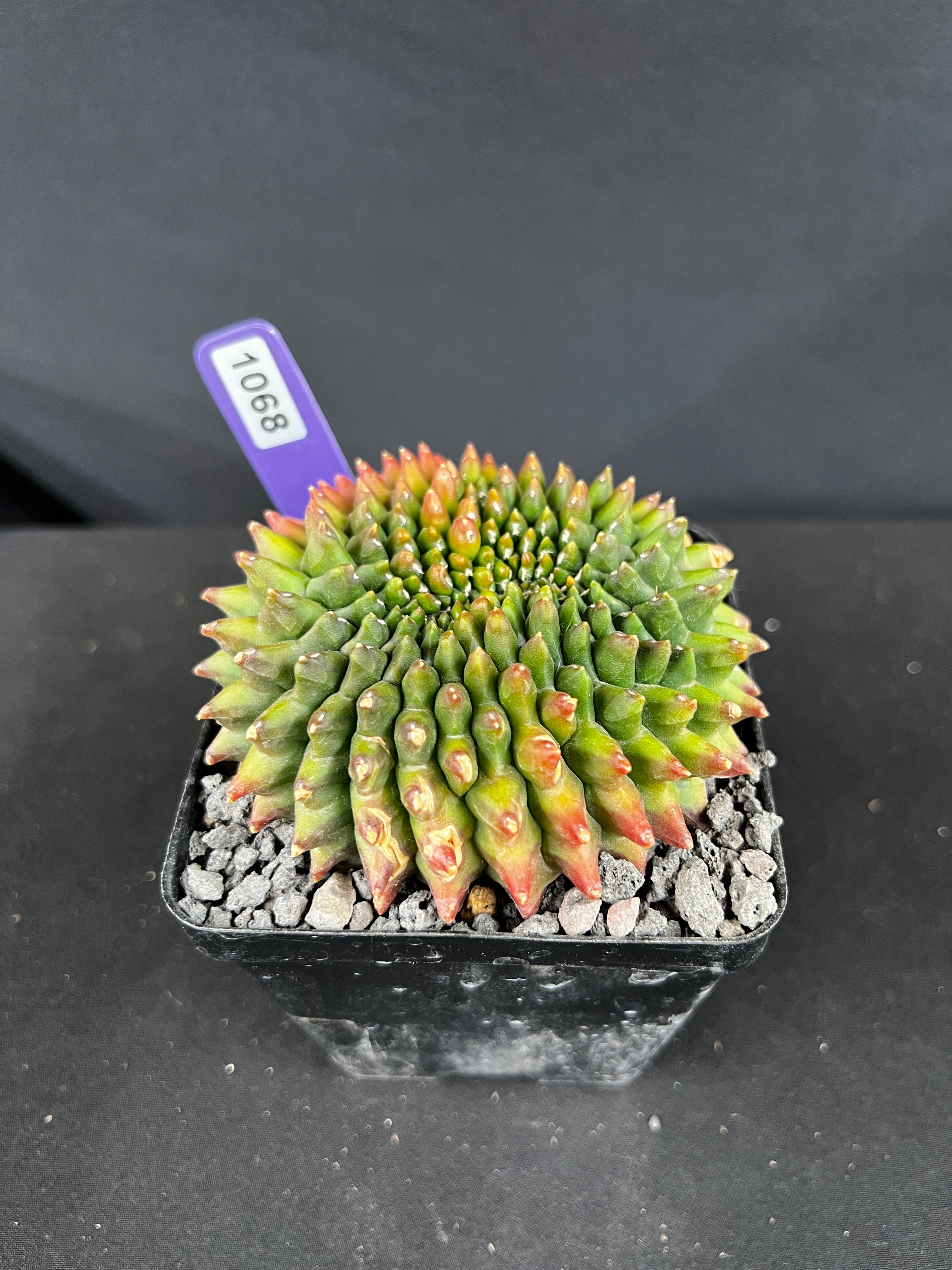 Gymnocalycium Inermis Cristata 'sensitive Skin'