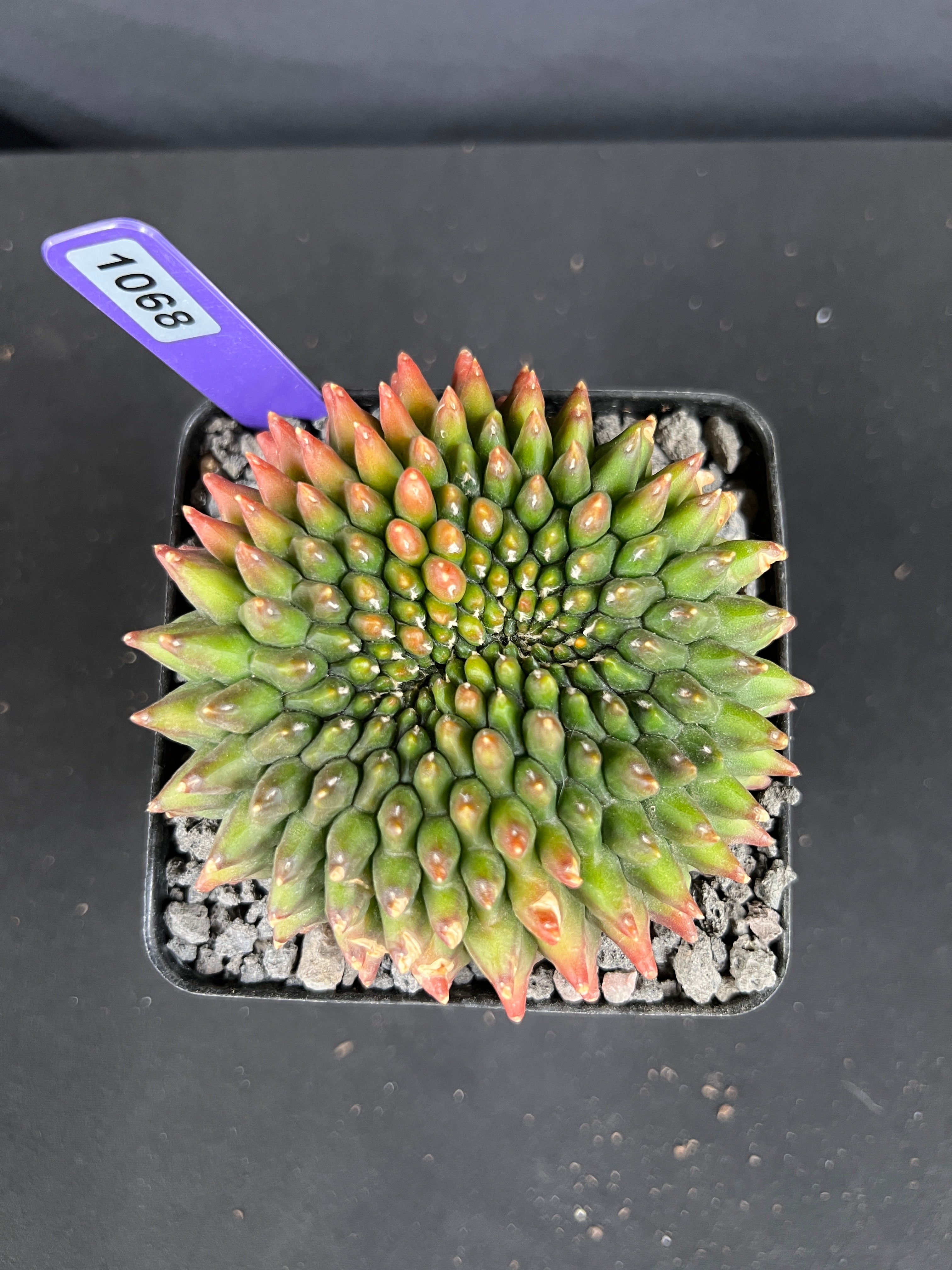 Gymnocalycium Inermis Cristata 'sensitive Skin'