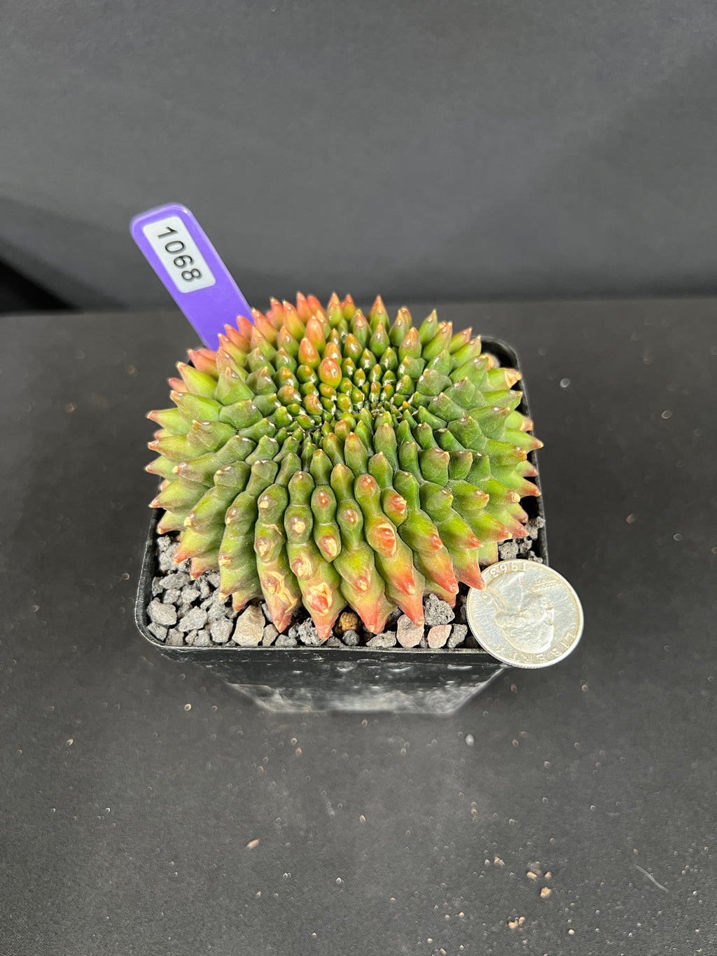 Gymnocalycium Inermis Cristata 'sensitive Skin' Cactus