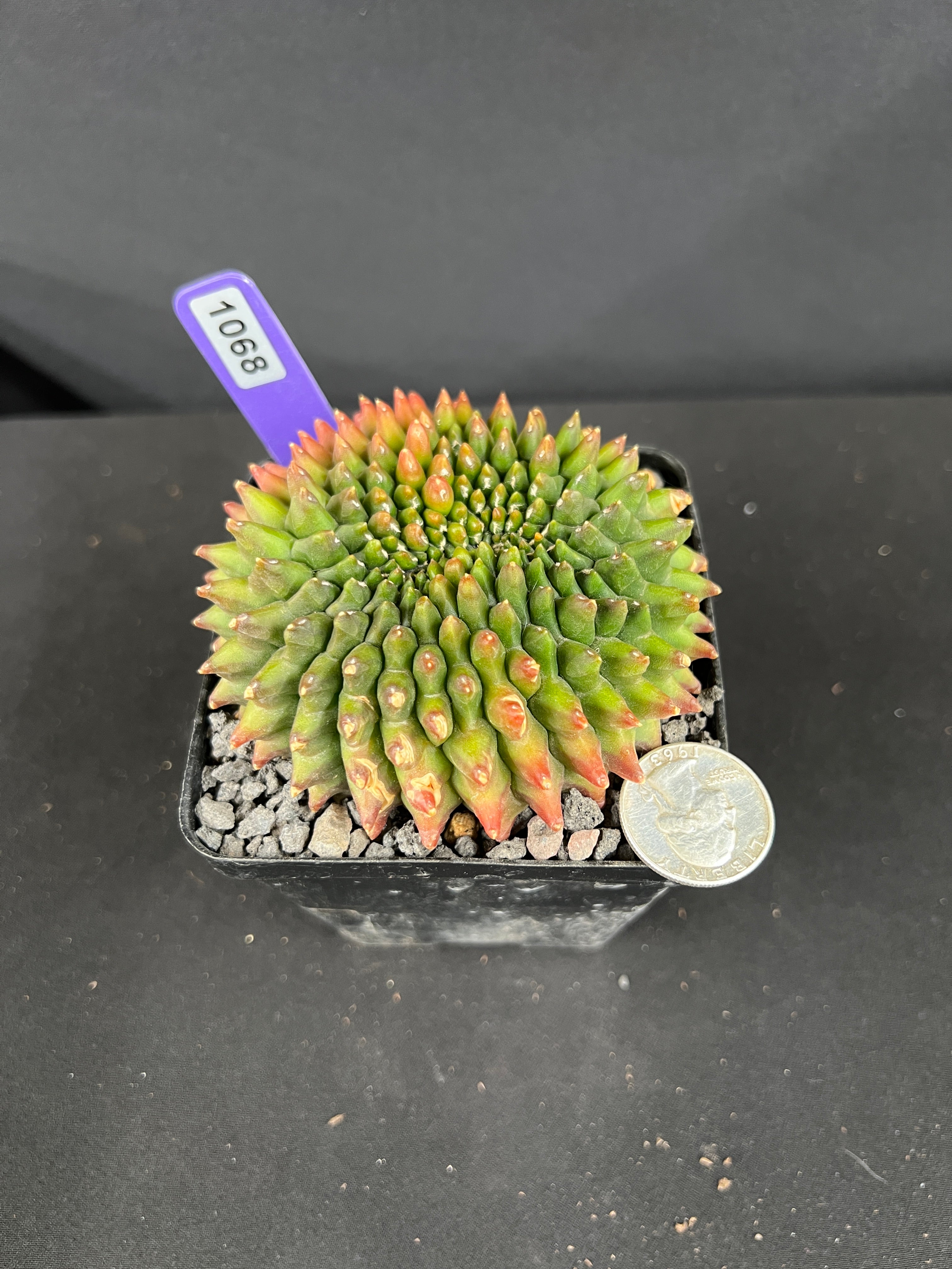 Gymnocalycium Inermis Cristata 'sensitive Skin'