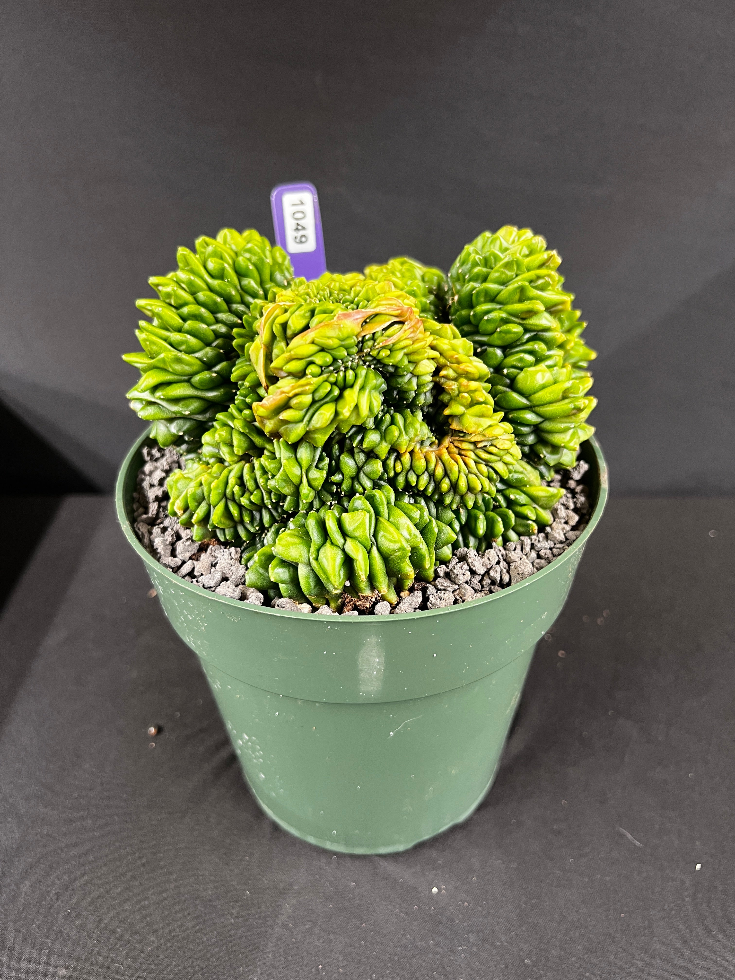 Gymnocalycium Inermis Cristata 'Sensitive Skin'
