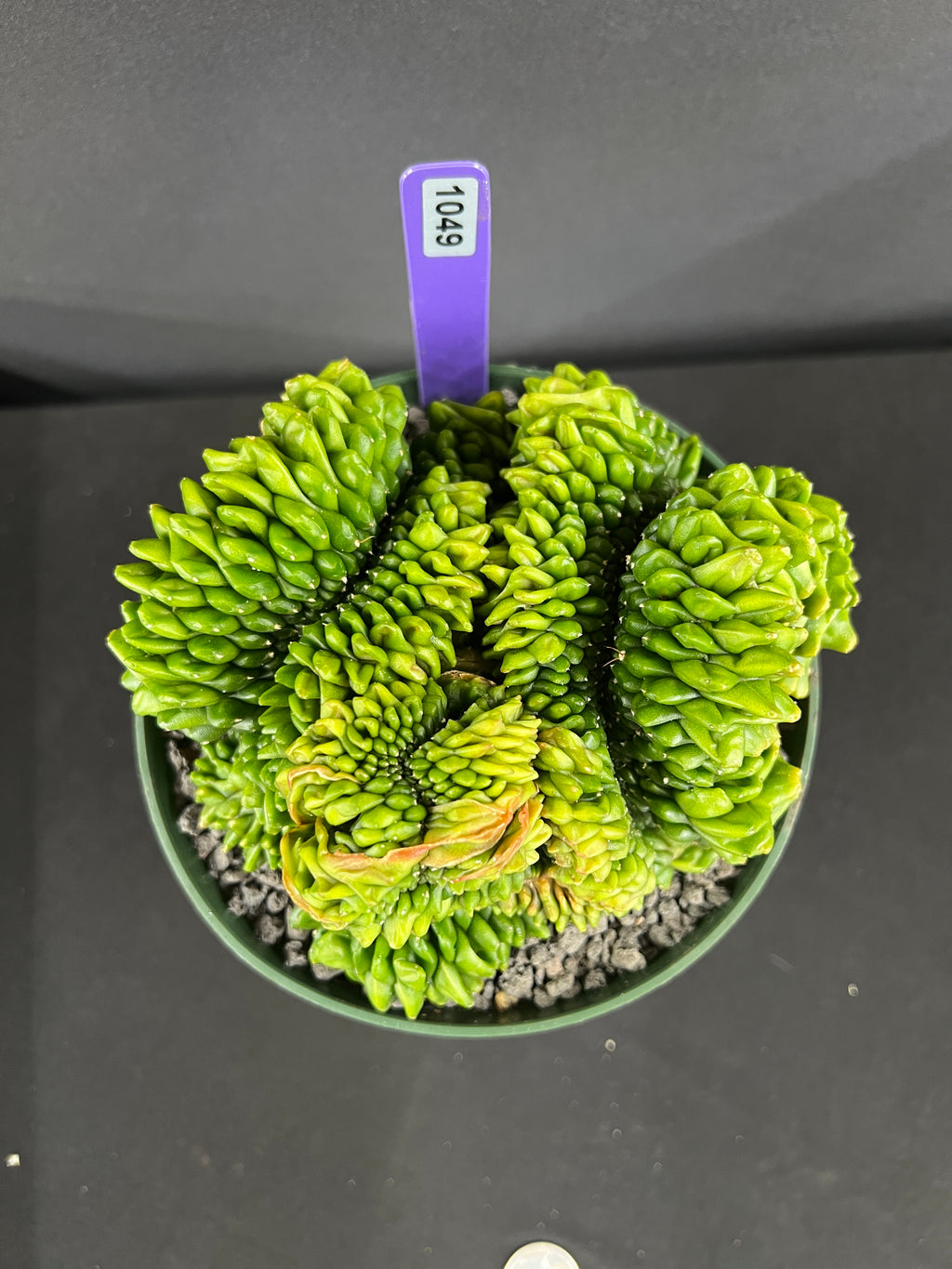 Gymnocalycium Inermis Cristata 'Sensitive Skin' Cactus