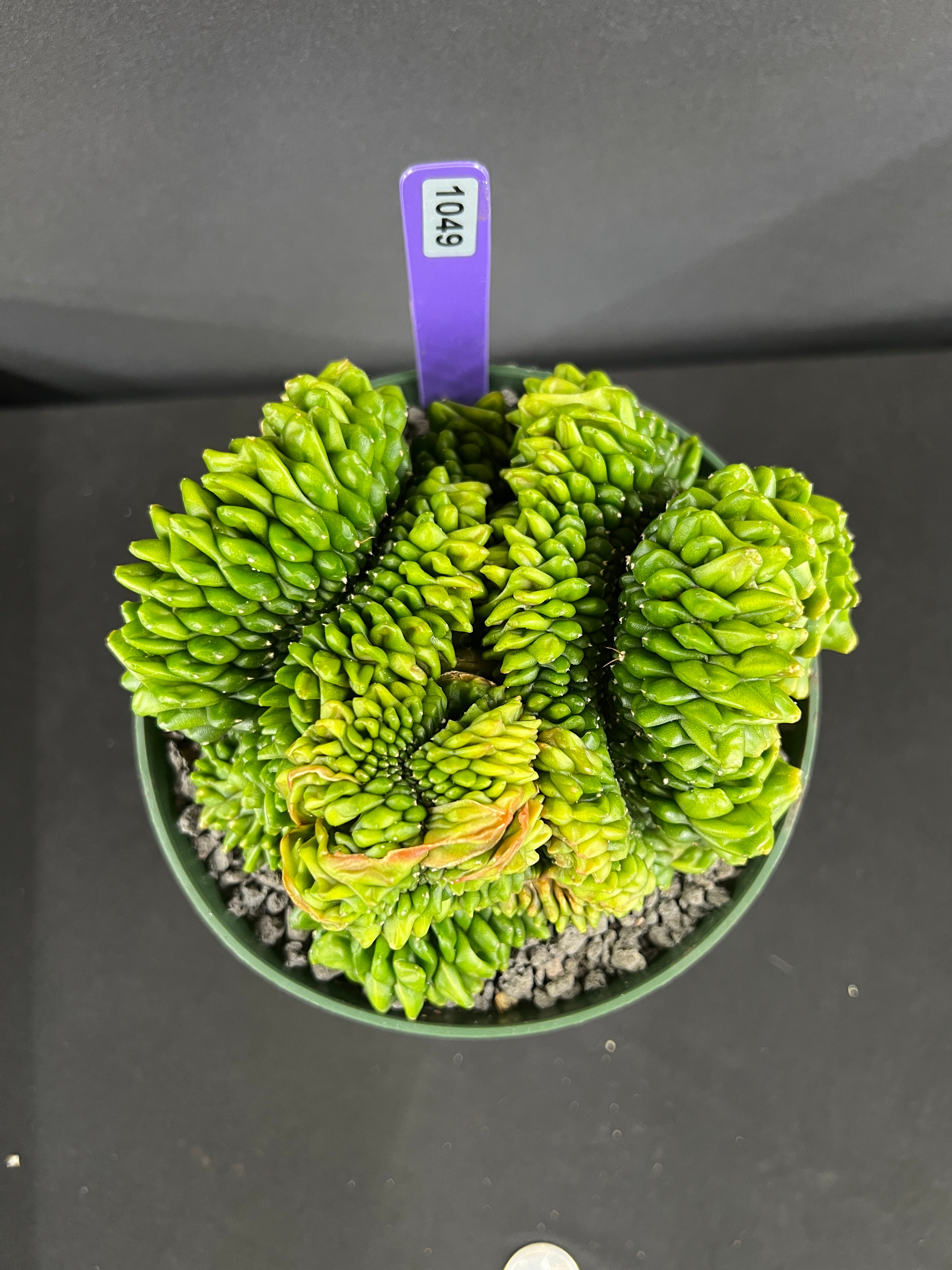 Gymnocalycium Inermis Cristata 'Sensitive Skin'