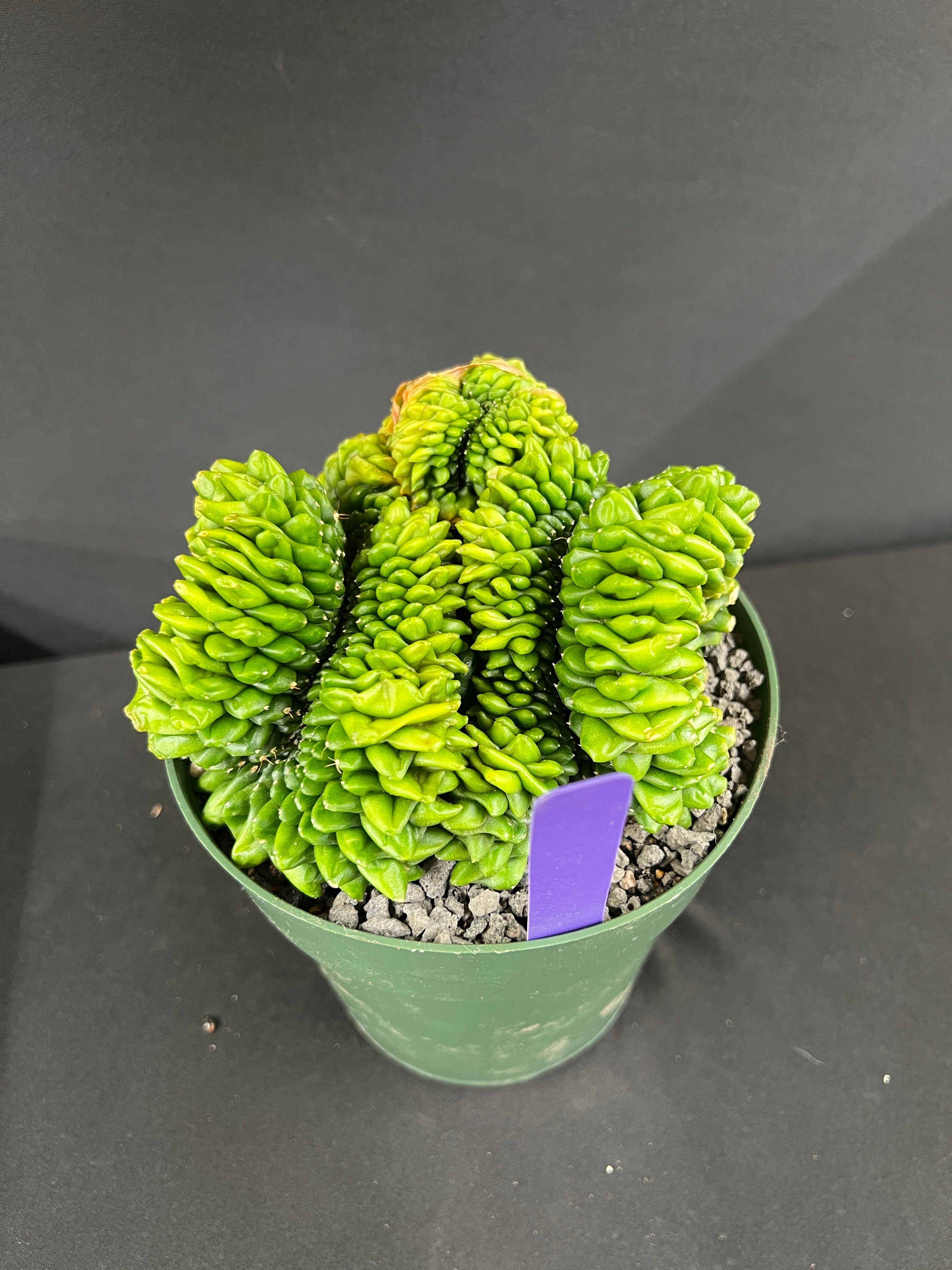 Gymnocalycium Inermis Cristata 'Sensitive Skin'