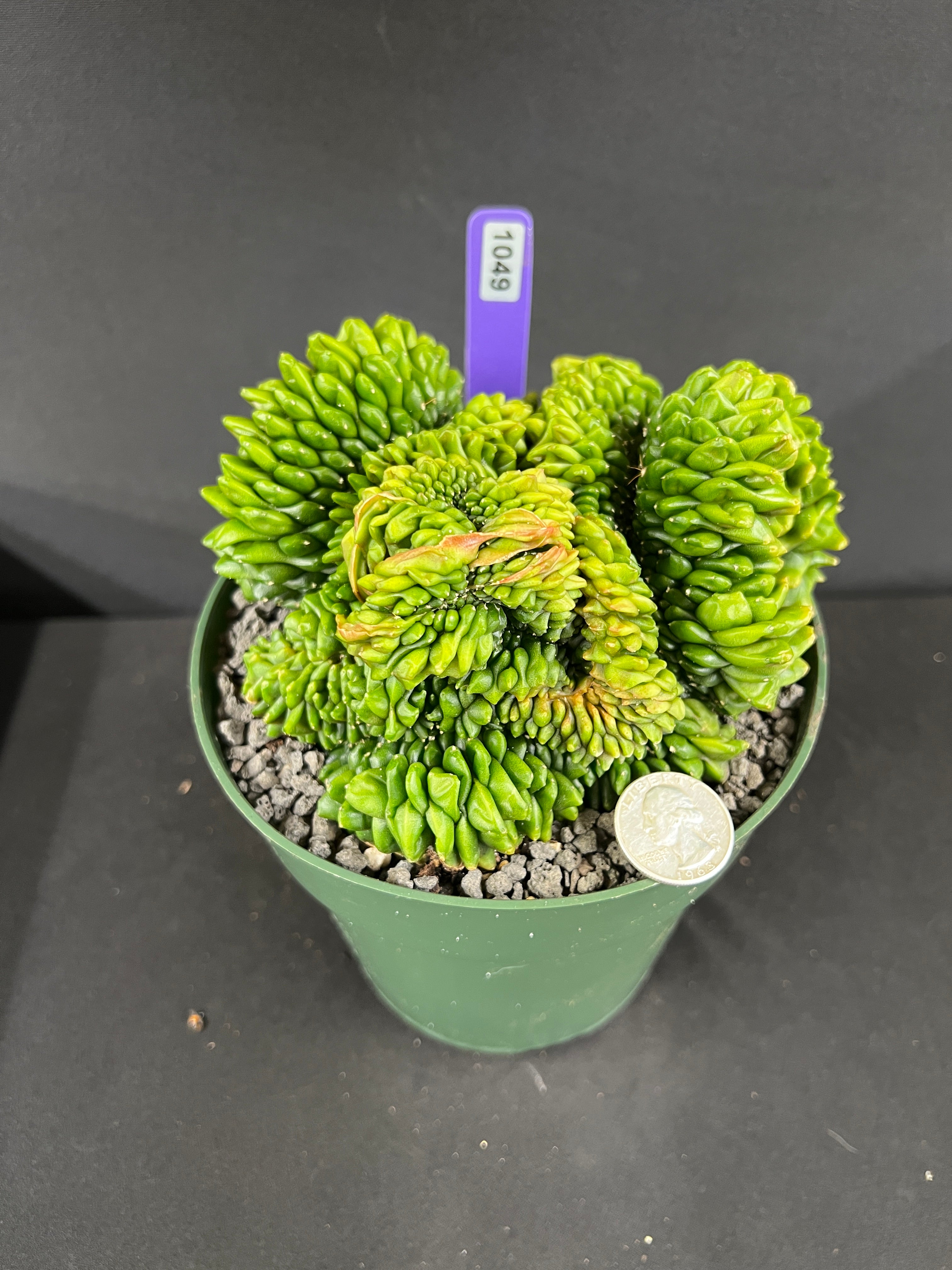 Gymnocalycium Inermis Cristata 'Sensitive Skin'