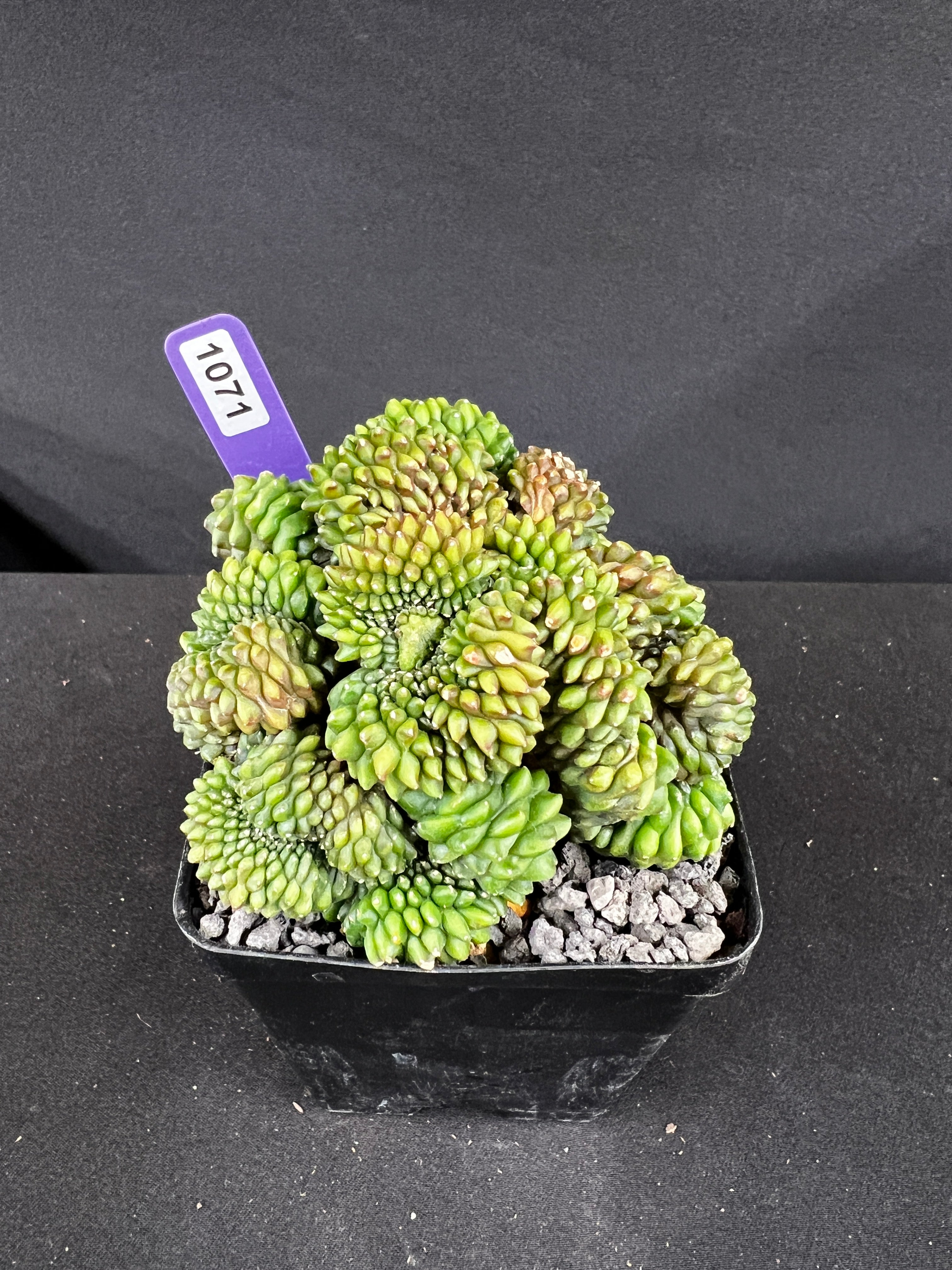 Gymnocalycium Inermis Cristata 'Sensitive Skin'