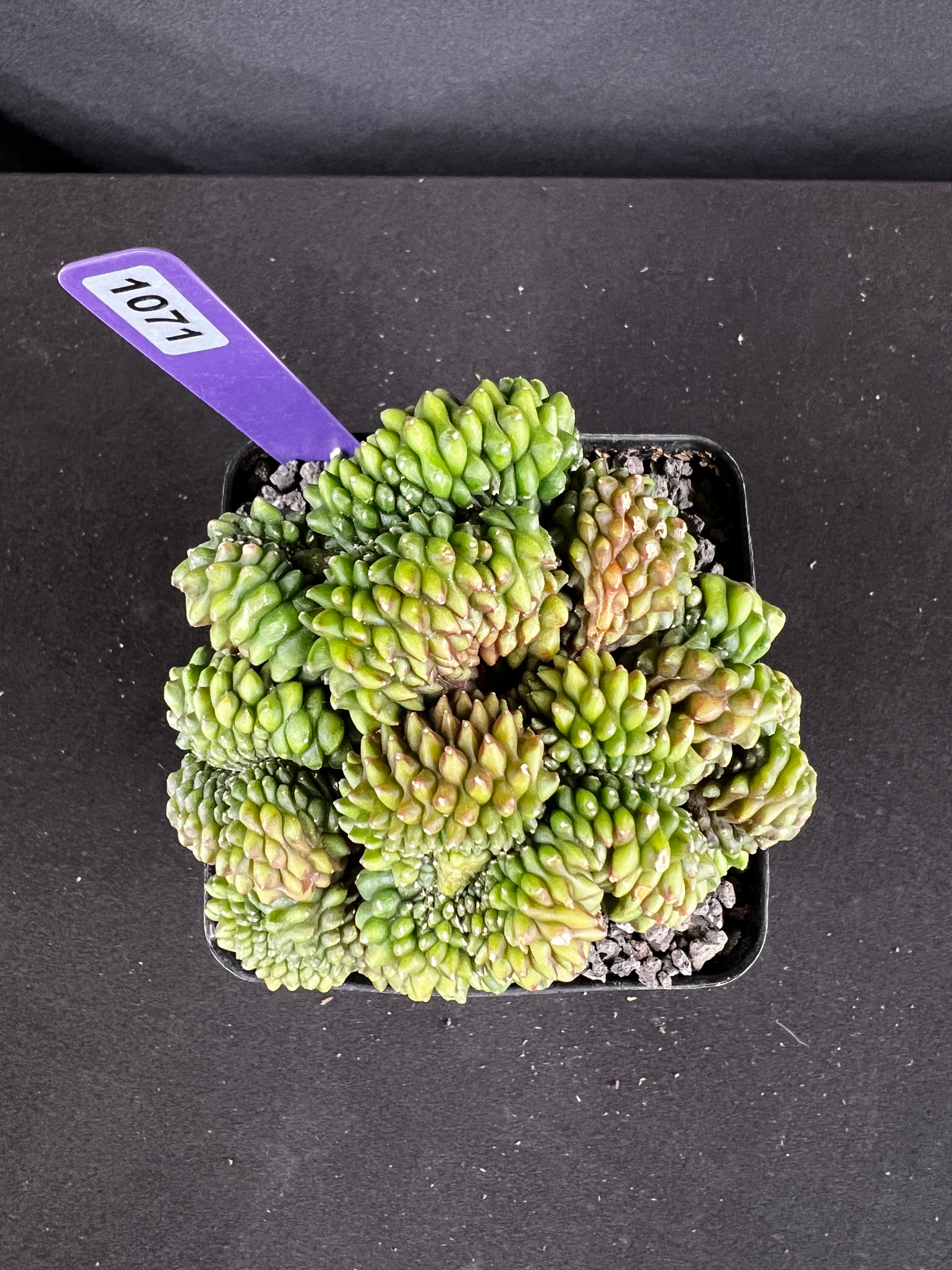 Gymnocalycium Inermis Cristata 'Sensitive Skin'