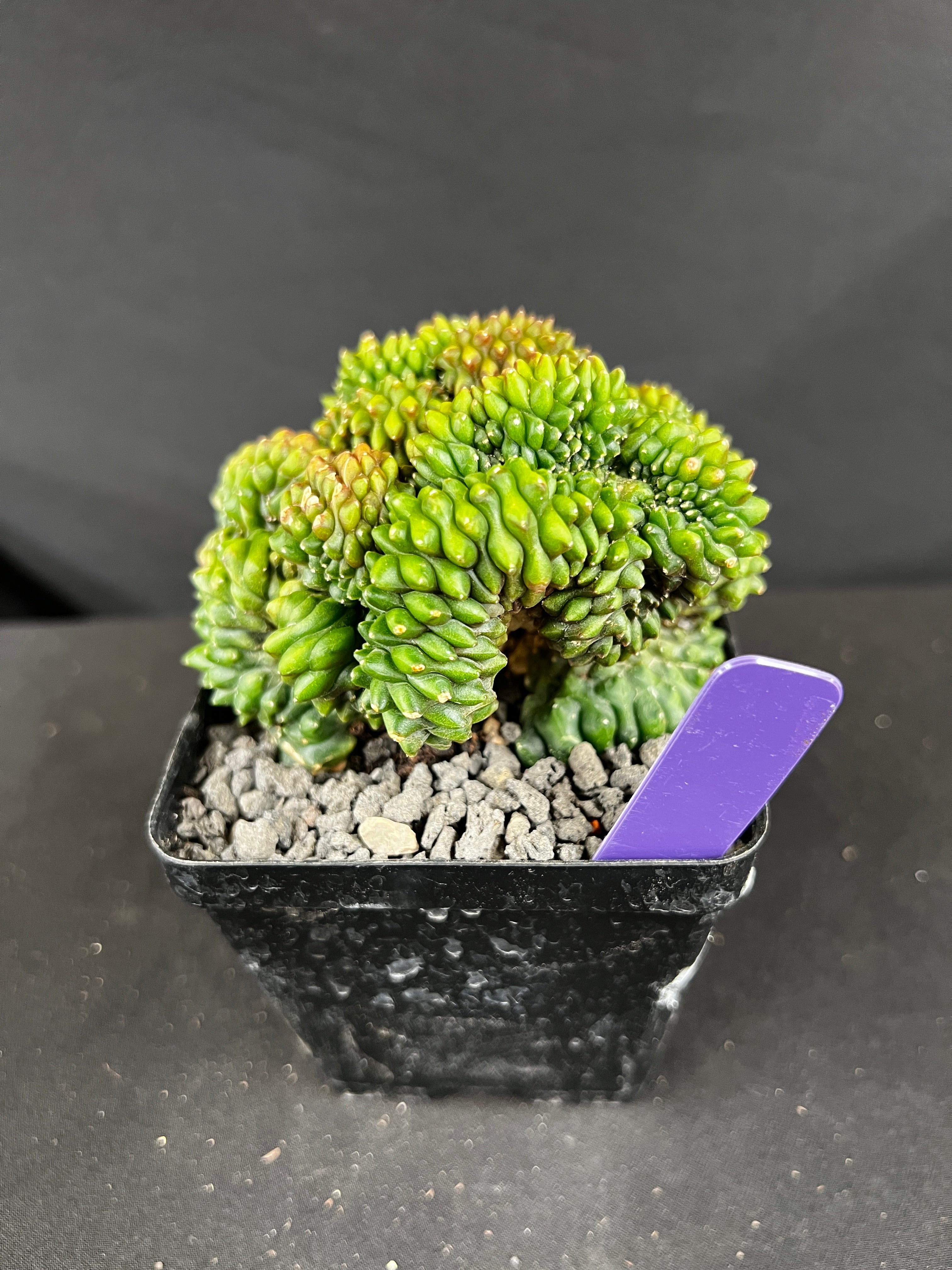 Gymnocalycium Inermis Cristata 'Sensitive Skin'