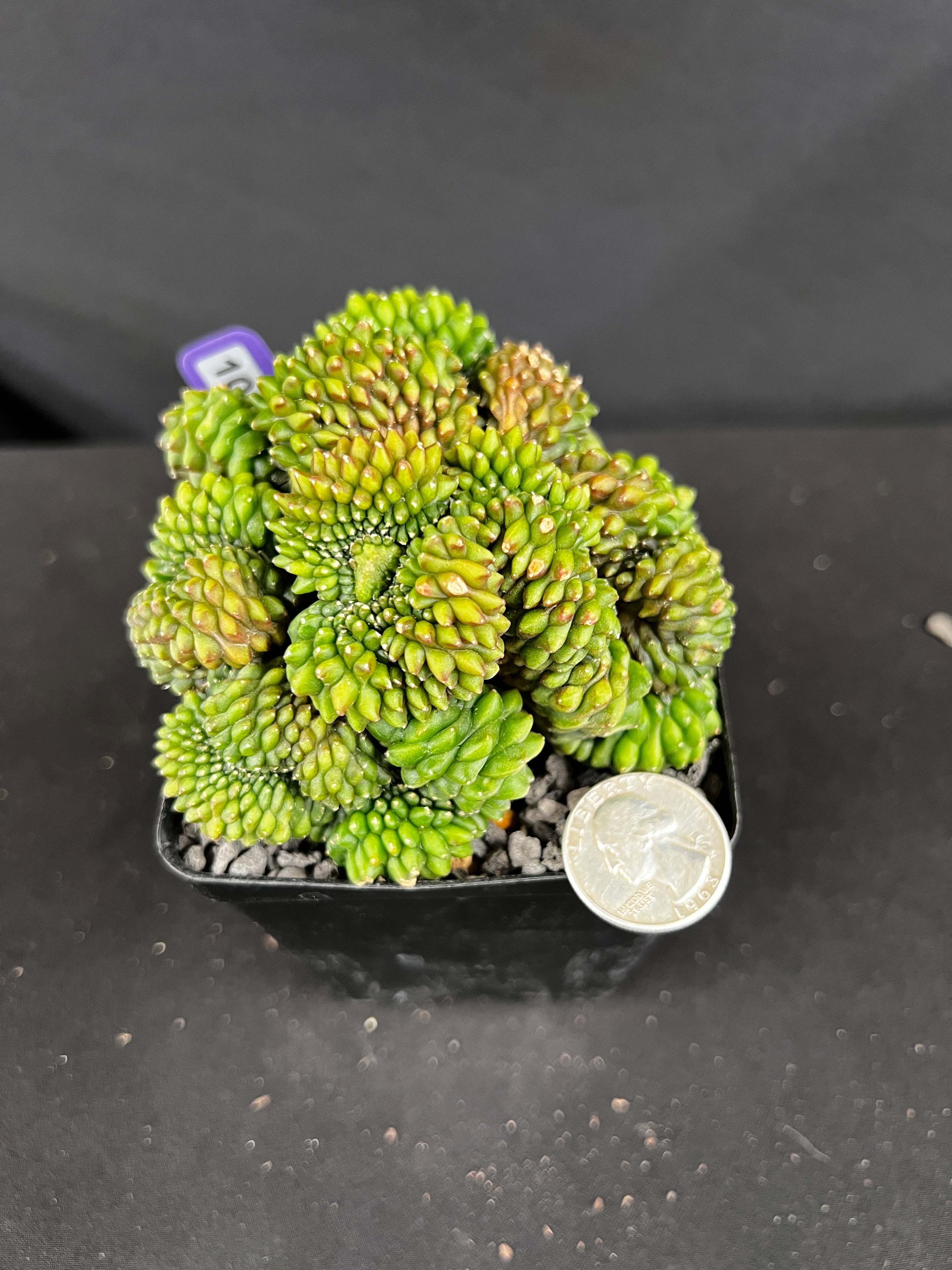 Gymnocalycium Inermis Cristata 'Sensitive Skin'