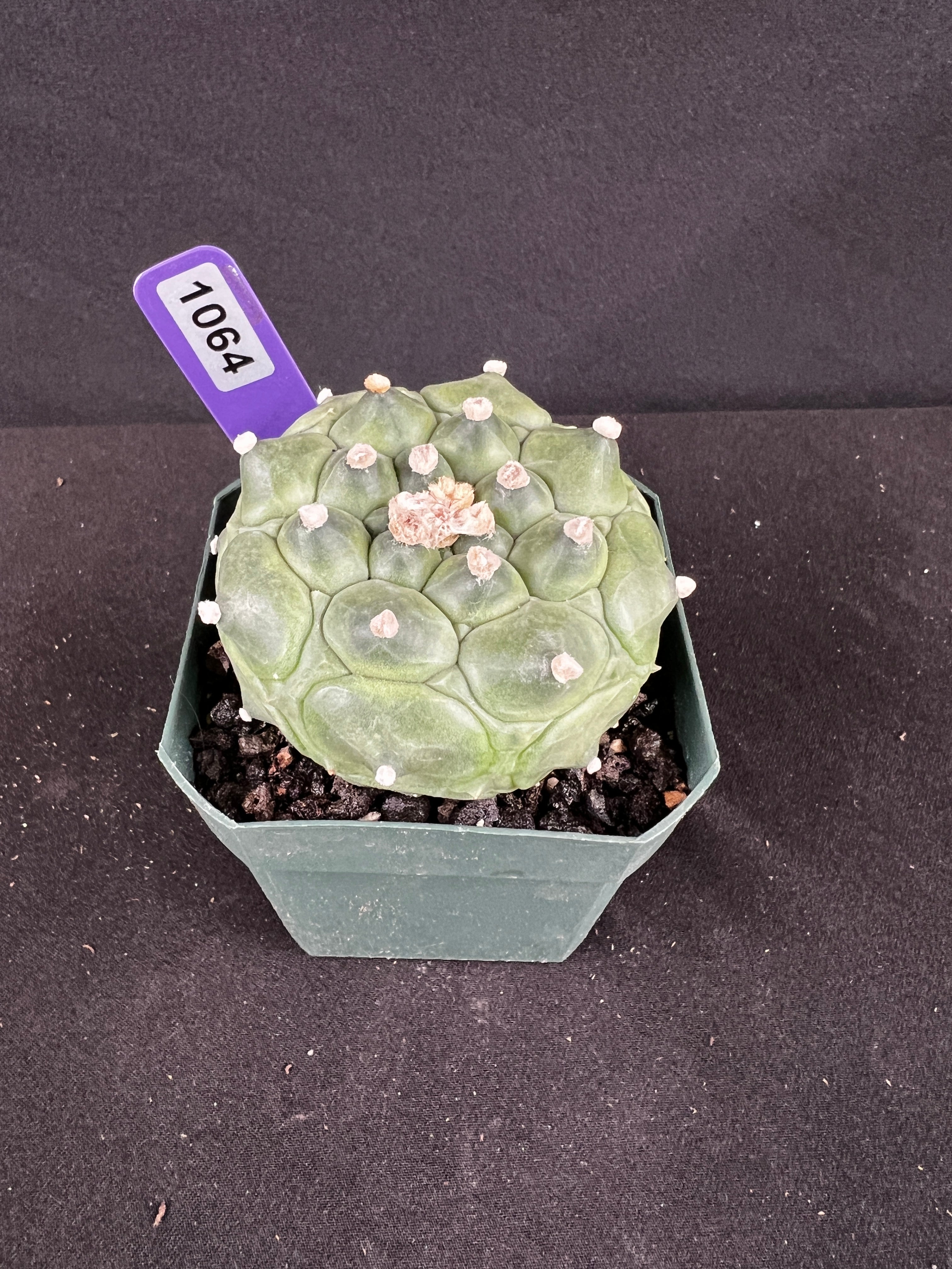Astrophytum Asterias cv. Kikko