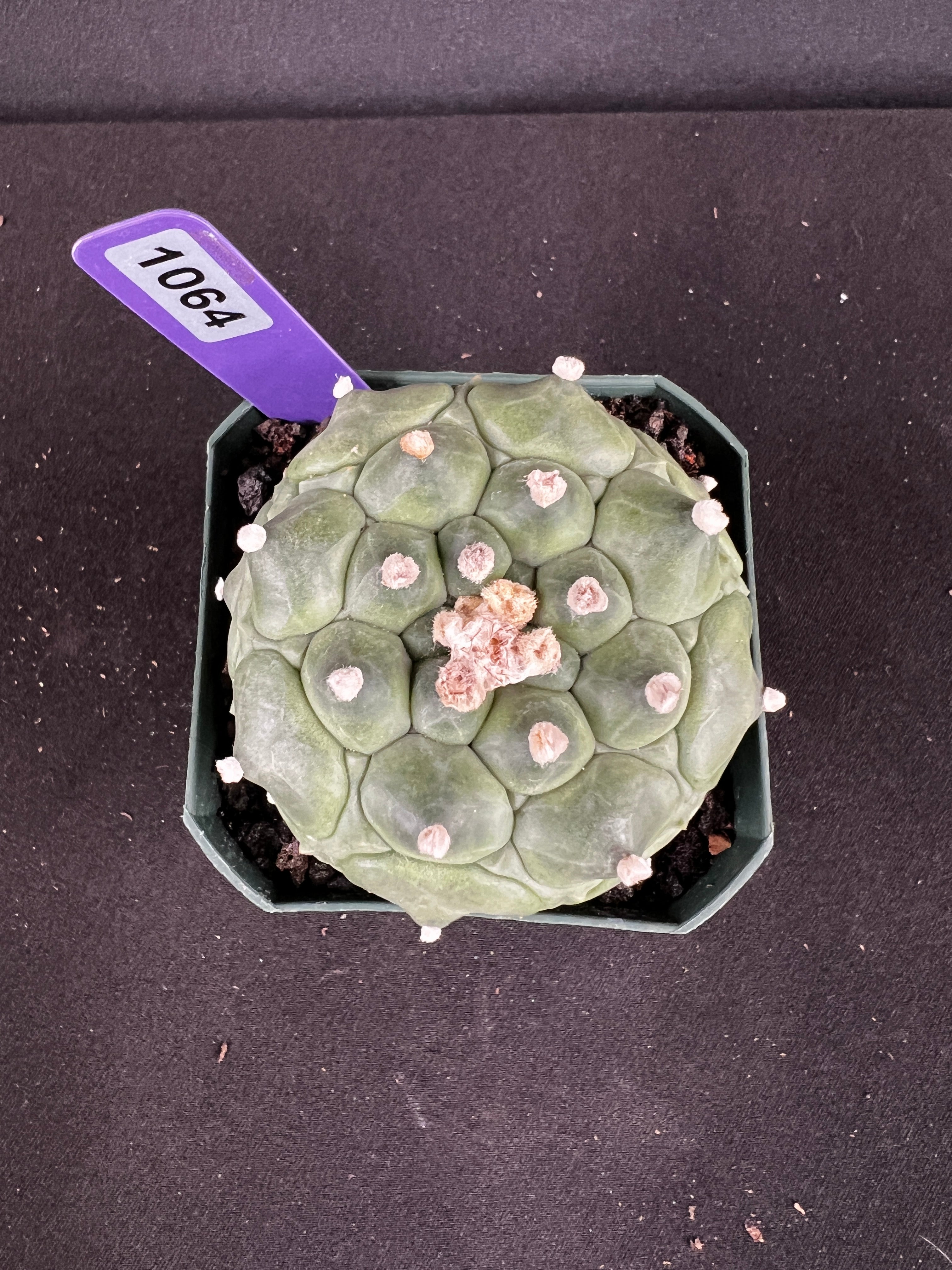 Astrophytum Asterias cv. Kikko