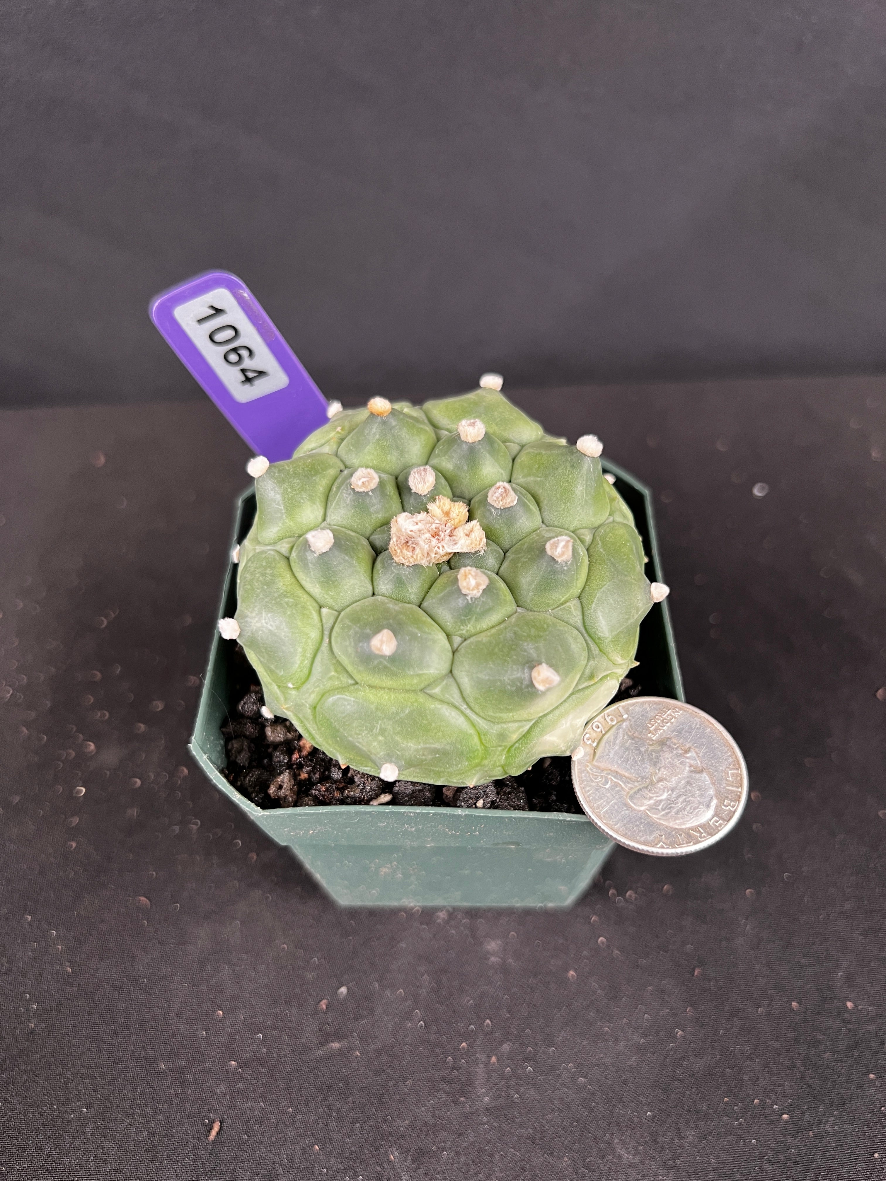 Astrophytum Asterias cv. Kikko