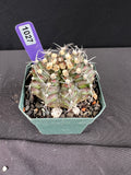 Gymnocalycium Mihanovichii -  "T-Rex" Cactus