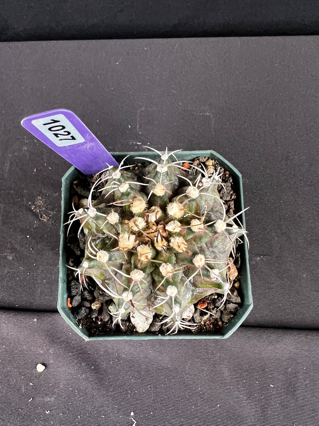 Gymnocalycium Mihanovichii -  "T-Rex" Cactus
