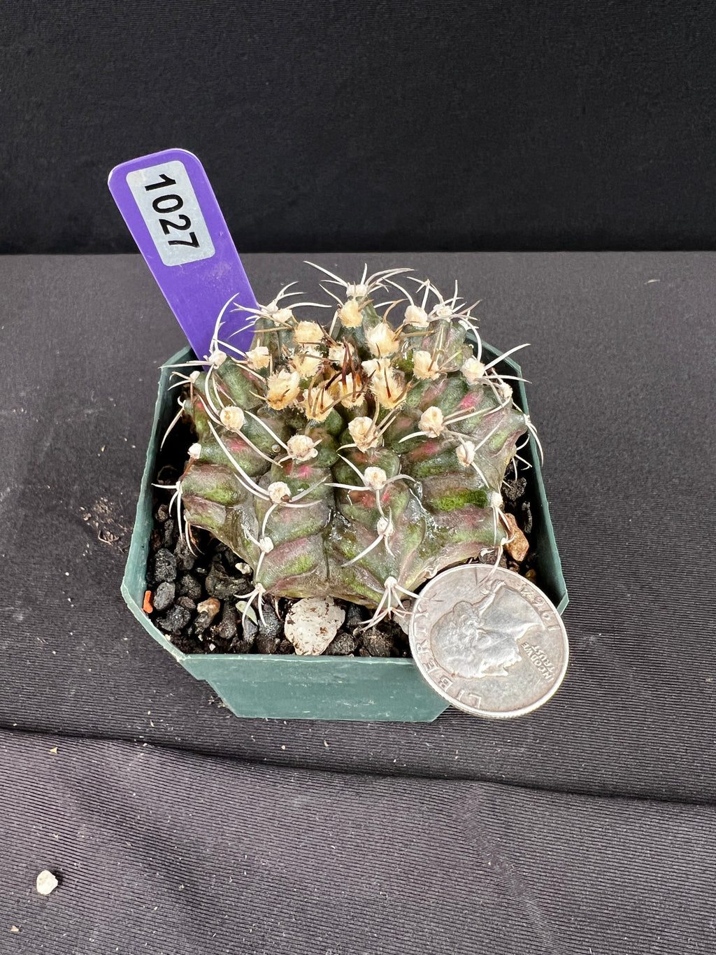 Gymnocalycium Mihanovichii -  "T-Rex" Cactus
