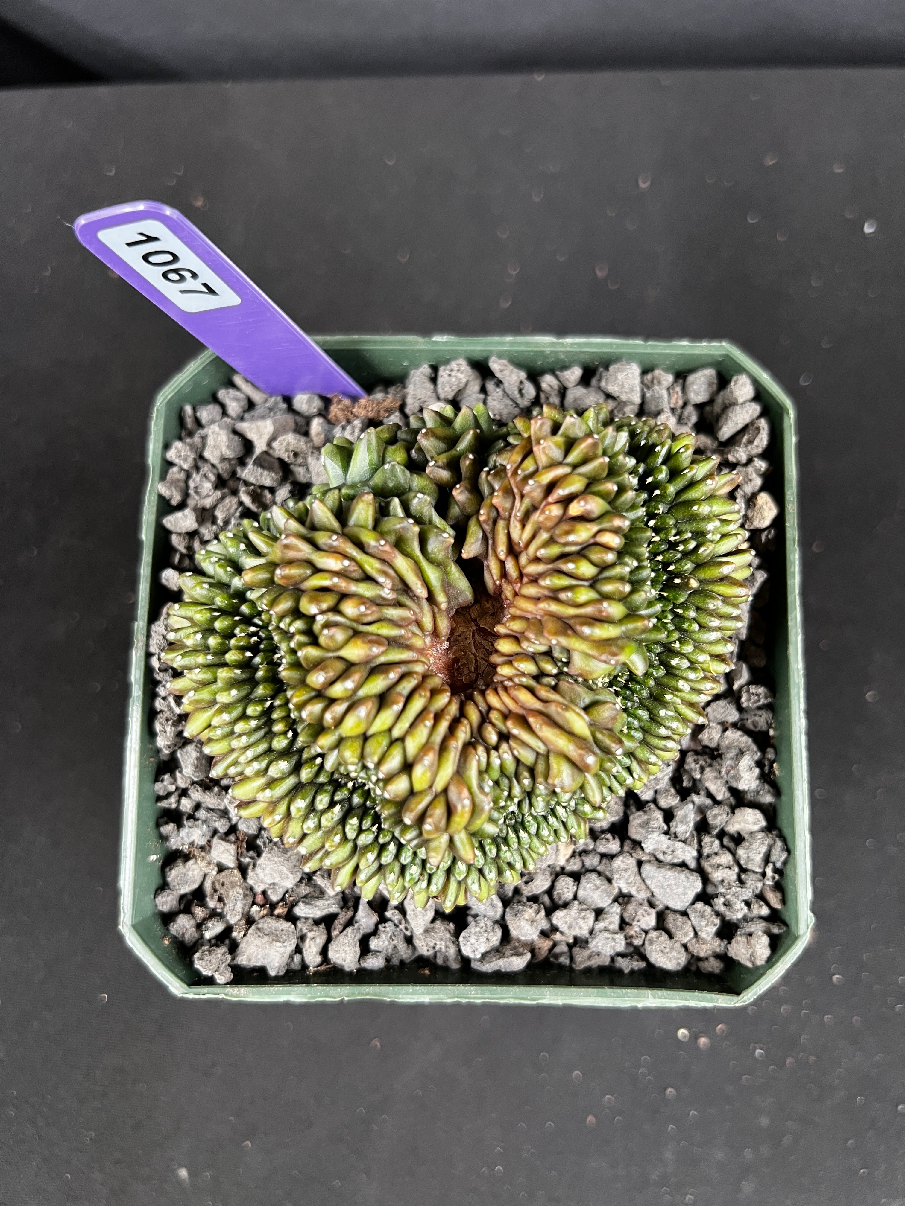 Gymnocalycium Inermis Cristata 'Sensitive Skin'