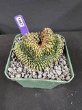 Gymnocalycium Inermis Cristata 'Sensitive Skin' Cactus