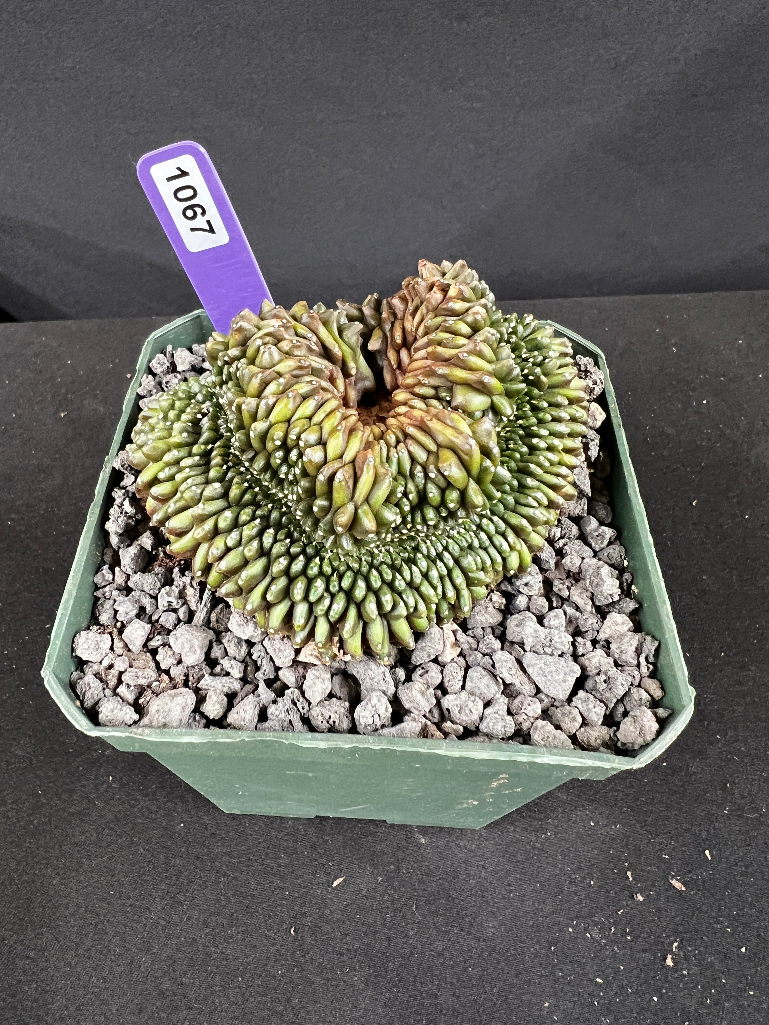 Gymnocalycium Inermis Cristata 'Sensitive Skin'