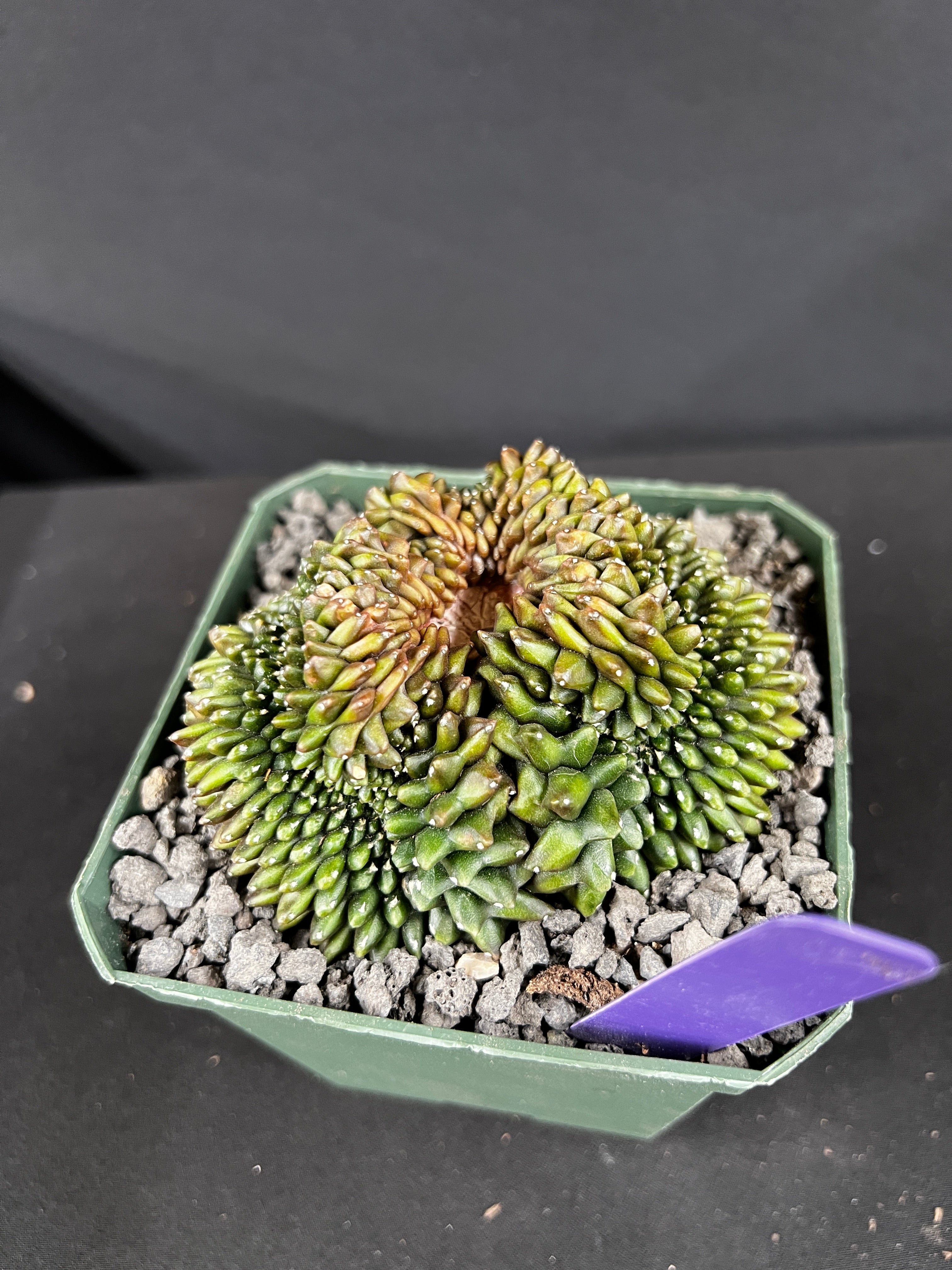 Gymnocalycium Inermis Cristata 'Sensitive Skin'