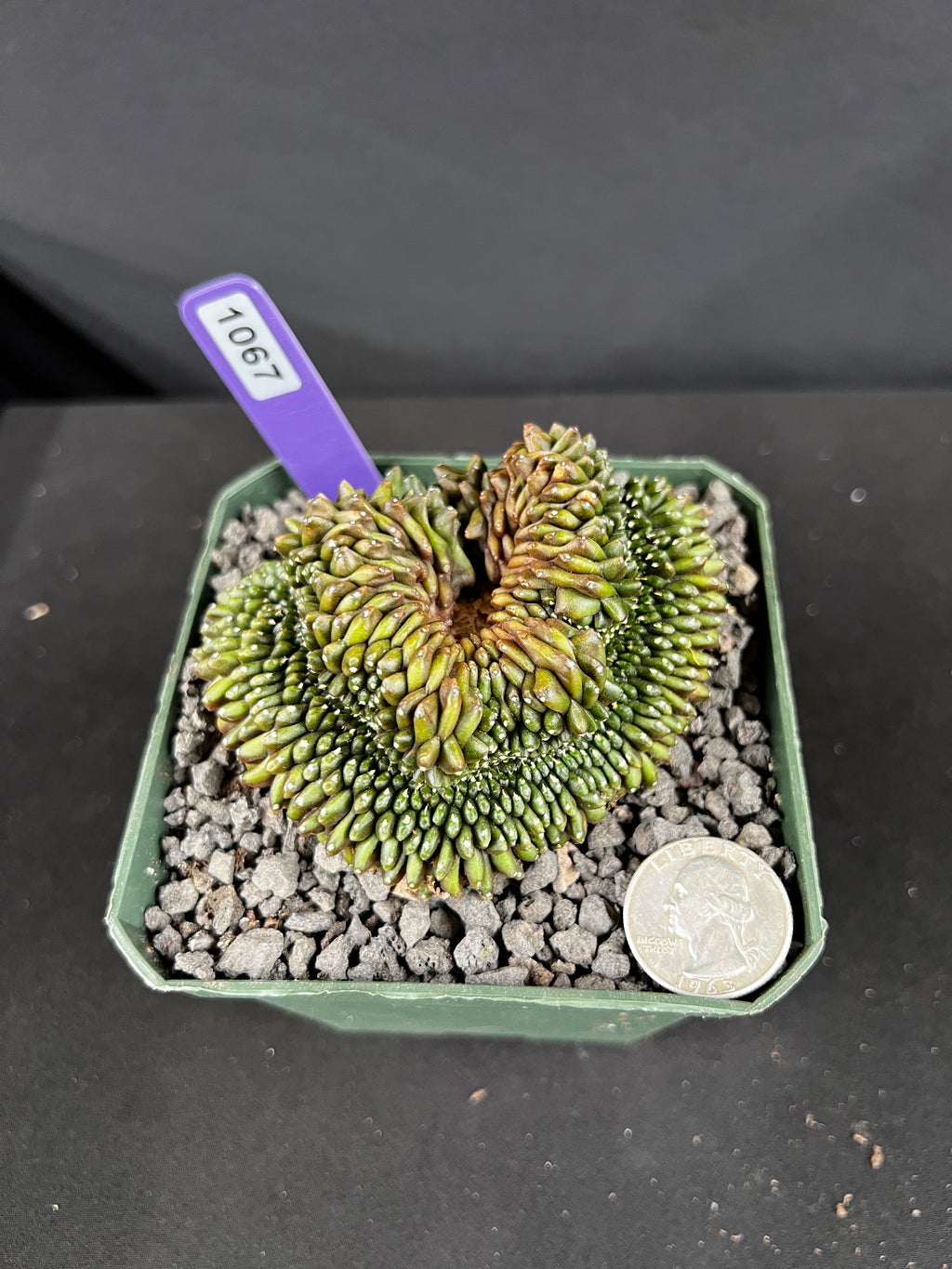 Gymnocalycium Inermis Cristata 'Sensitive Skin' Cactus