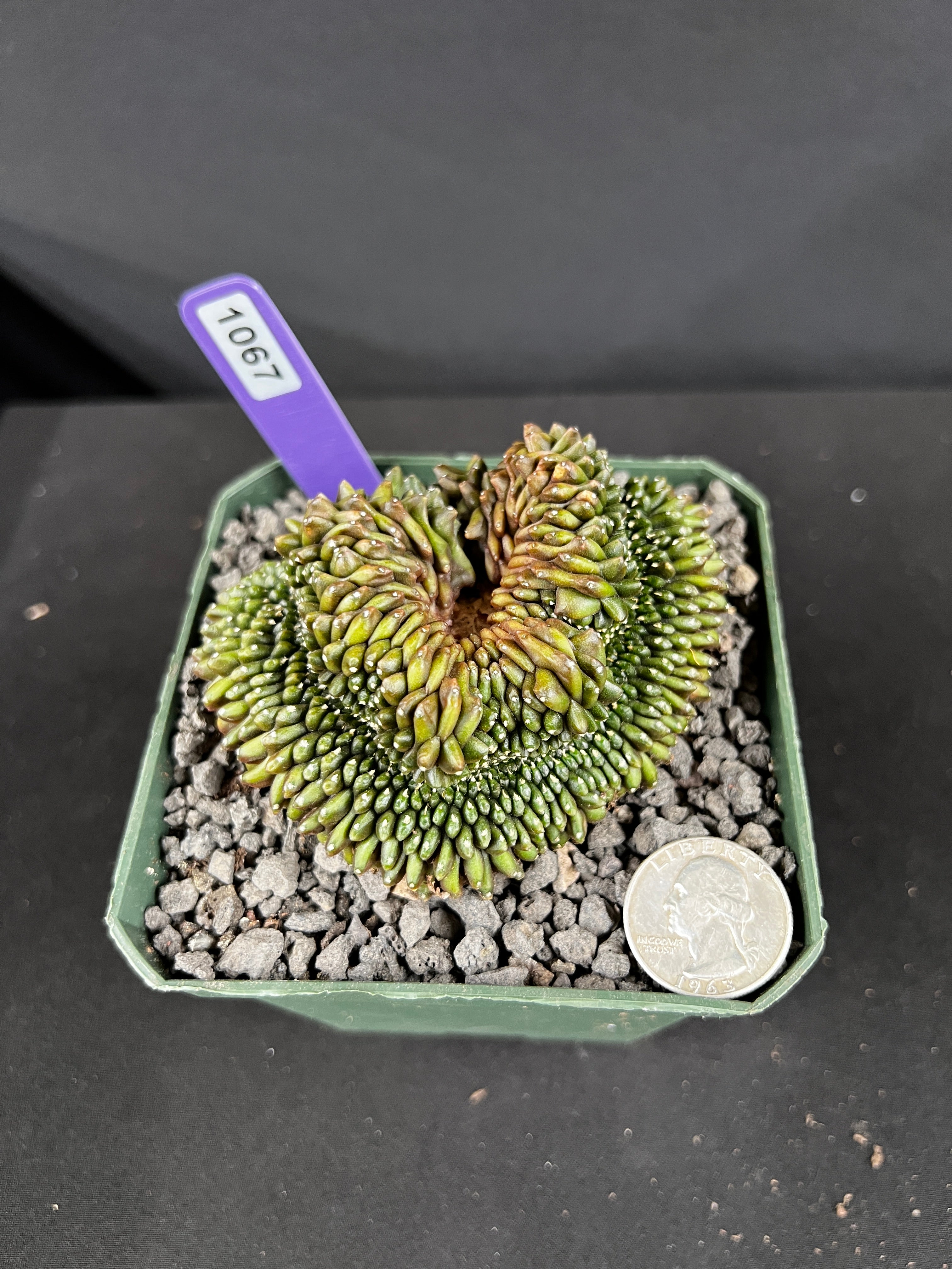 Gymnocalycium Inermis Cristata 'Sensitive Skin'