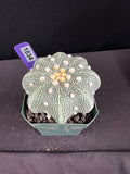 Astrophytum Asterias cv. Yamamoto Kabuto Star Type Cactus