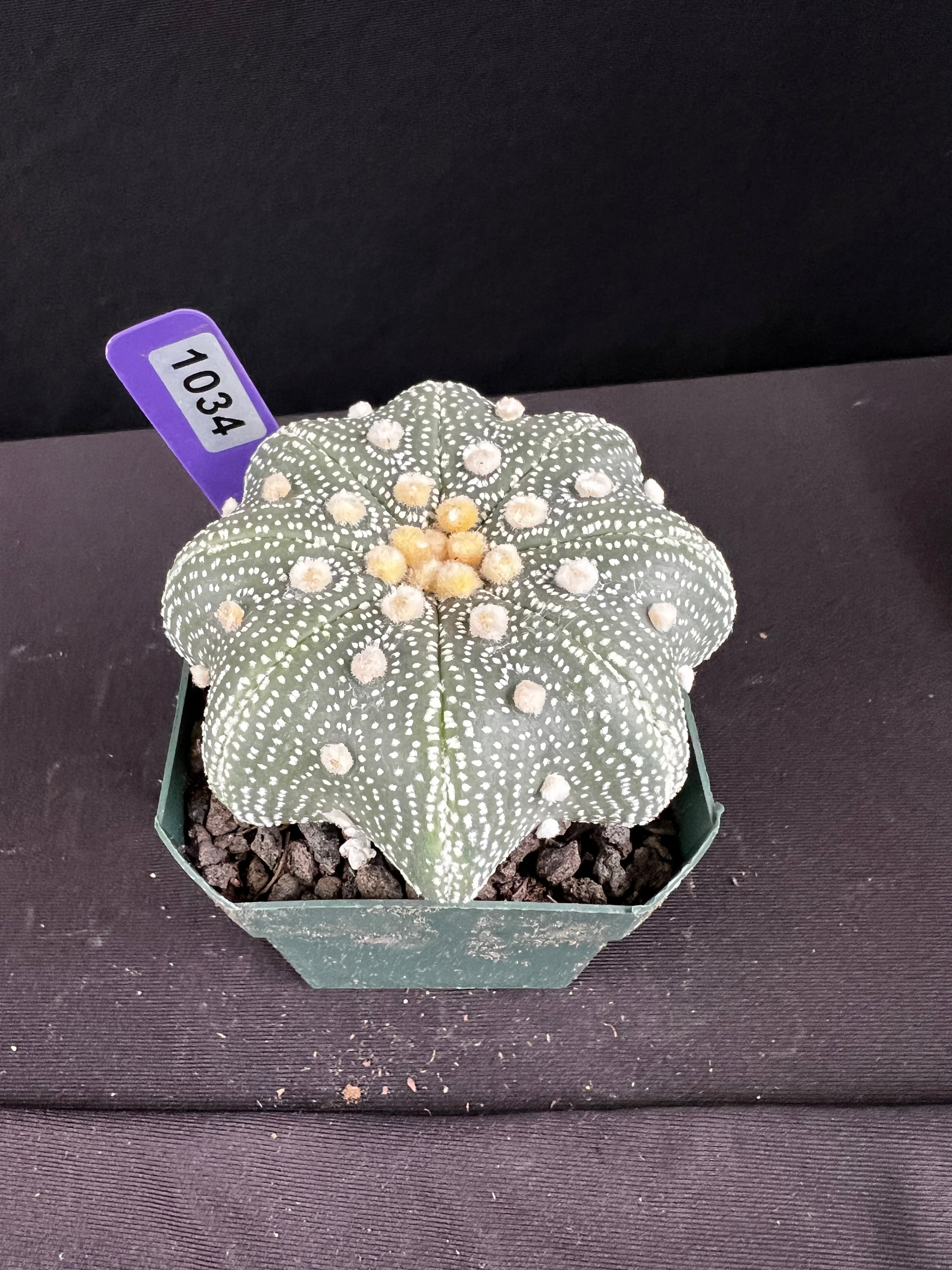 Astrophytum Asterias cv. Yamamoto Kabuto Star Type Cactus