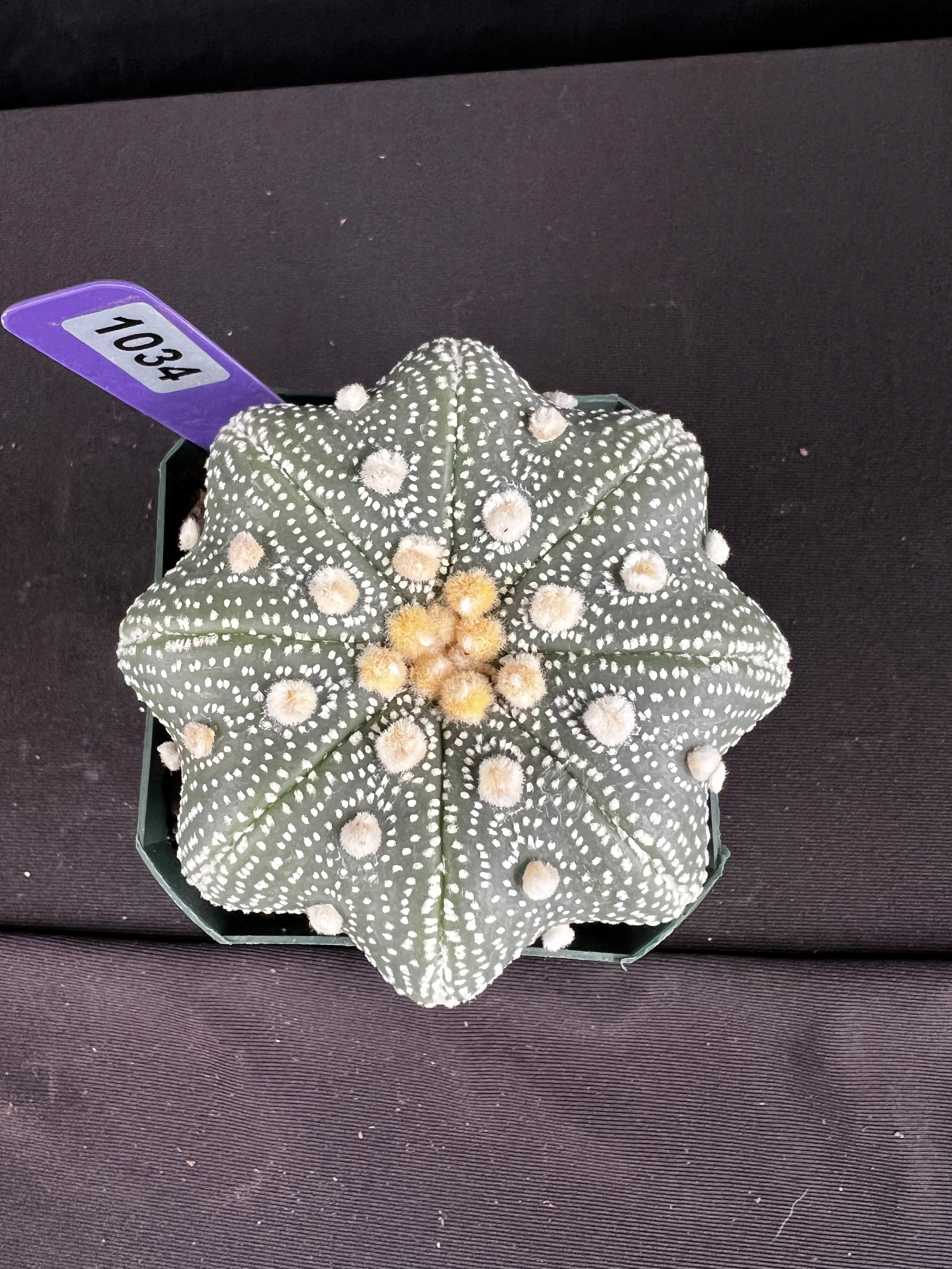Astrophytum Asterias cv. Yamamoto Kabuto Star Type Cactus