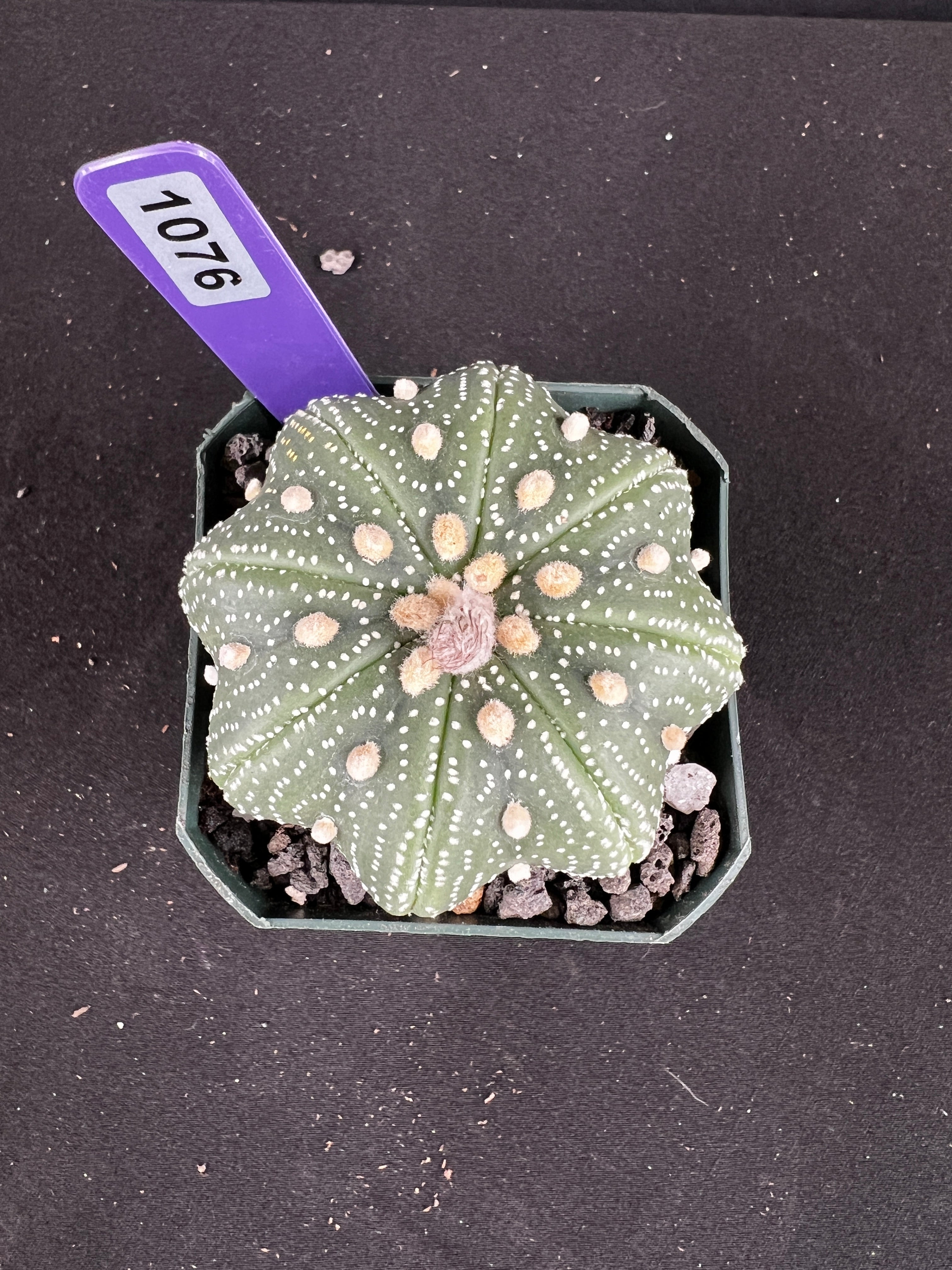 Astrophytum Asterias 'Star Shape'