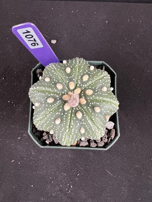 Astrophytum Asterias 'Star Shape' Cactus
